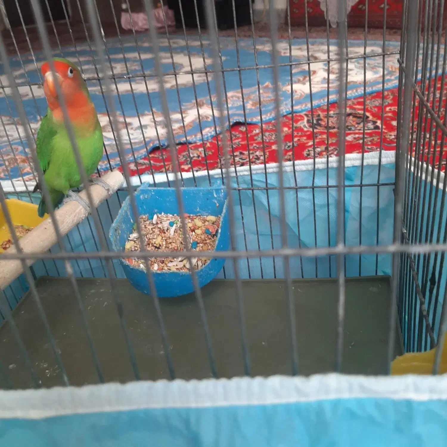 طوطی بریزلی نر آماده|پرنده|ملارد, |دیوار