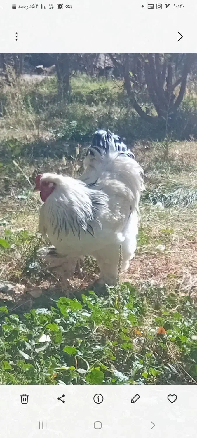 خروس برهما اصل|حیوانات مزرعه|فیروزکوه, |دیوار