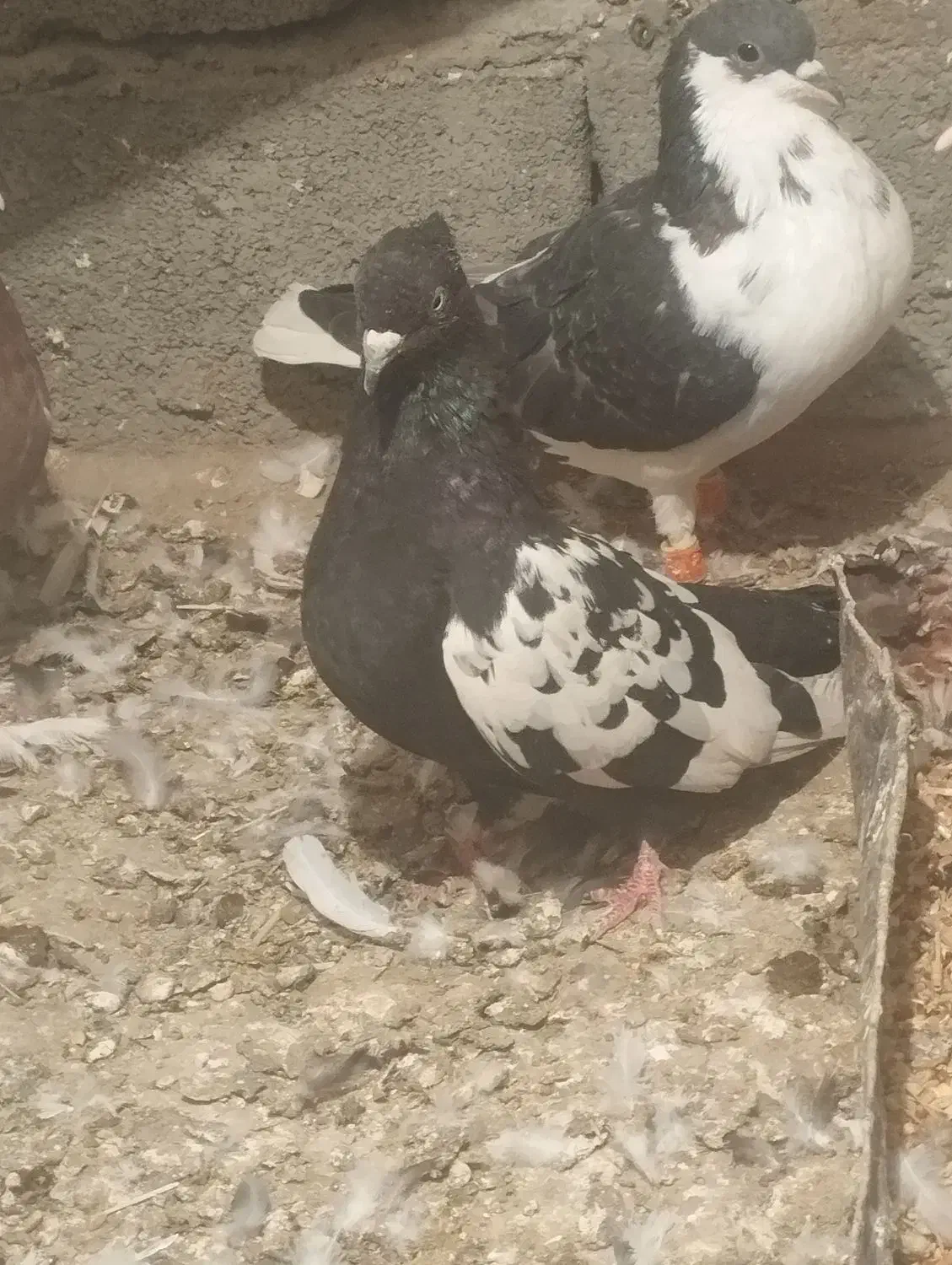 جوانه سینه سیاه قیمت ۵۰۰|پرنده|جغتای, |دیوار