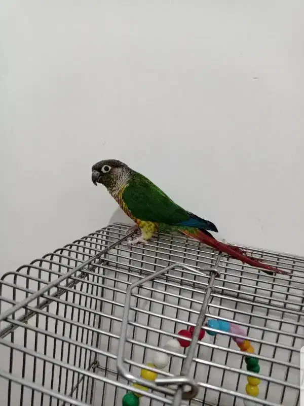 گرینچک کاملا رام و سخنگو|پرنده|بوکان, |دیوار