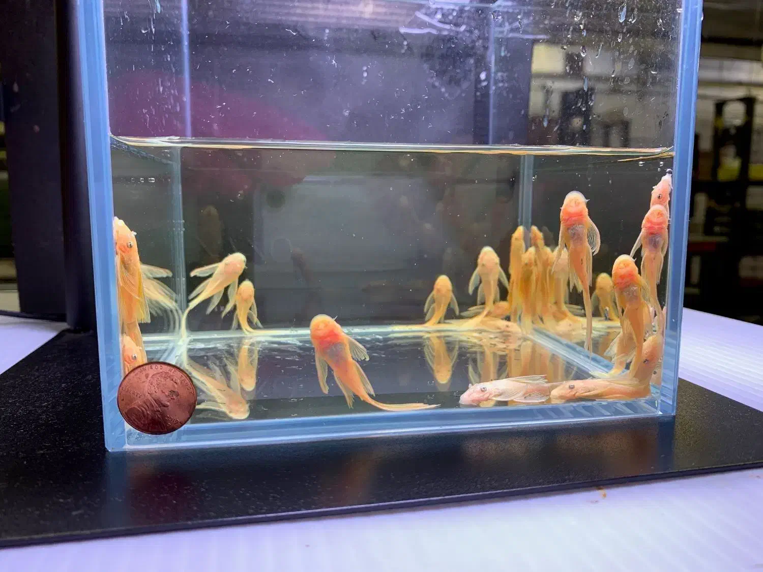 کت فیش پوزه بوته ای لجن خوار مناسب پلنت گوپی دیسکس|ماهی|کرمان, |دیوار