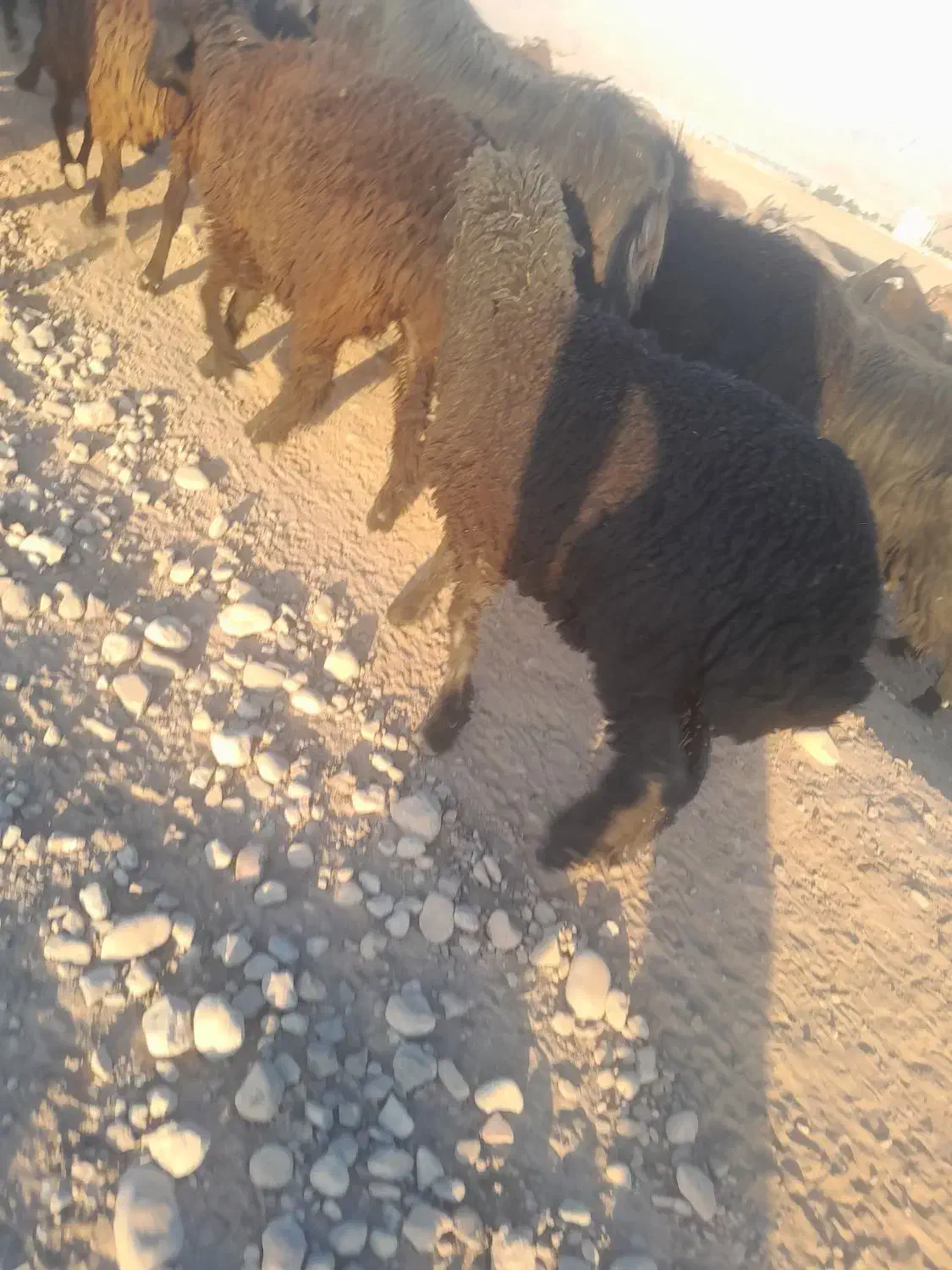 بره کر پابلند داشتی ذات داره فروشی پول لازم|حیوانات مزرعه|داراب, |دیوار