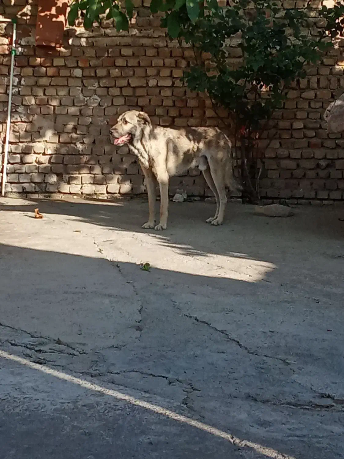 سگ پژدر|سگ|شیروان (لرستان), |دیوار