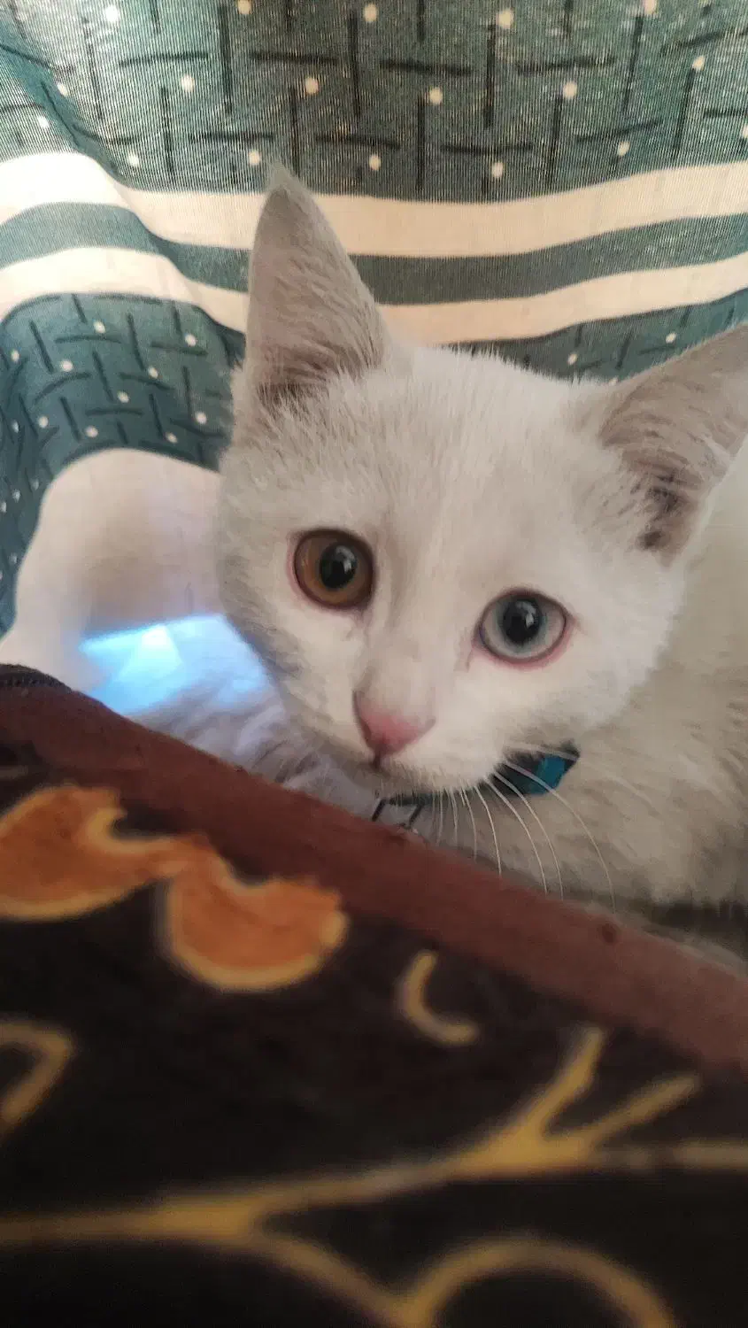 گربه چشم دو رنگ واگذاری|گربه|شیراز, پودنک|دیوار