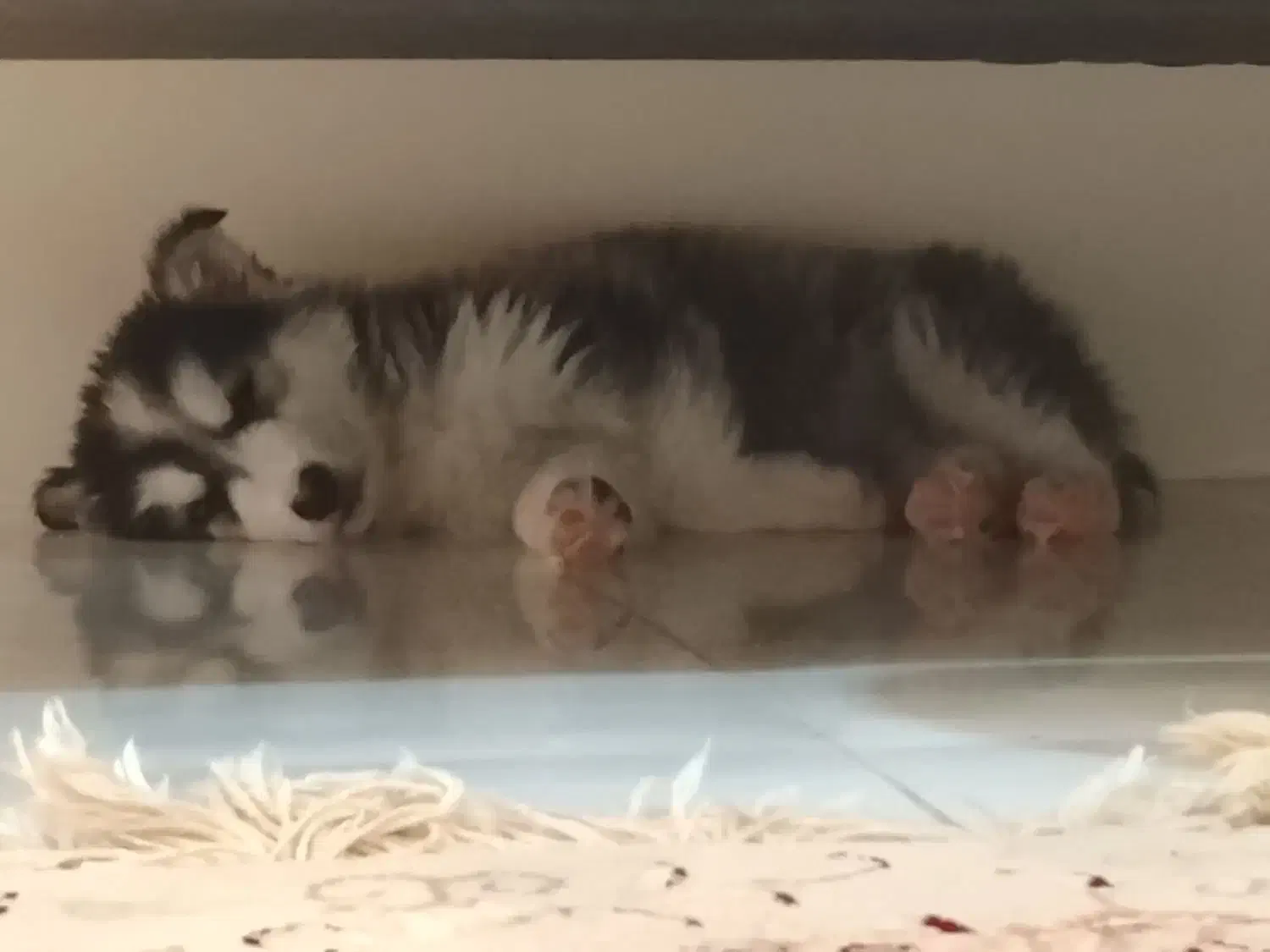 واگذاری توله هاسکی|سگ|ارومیه, |دیوار