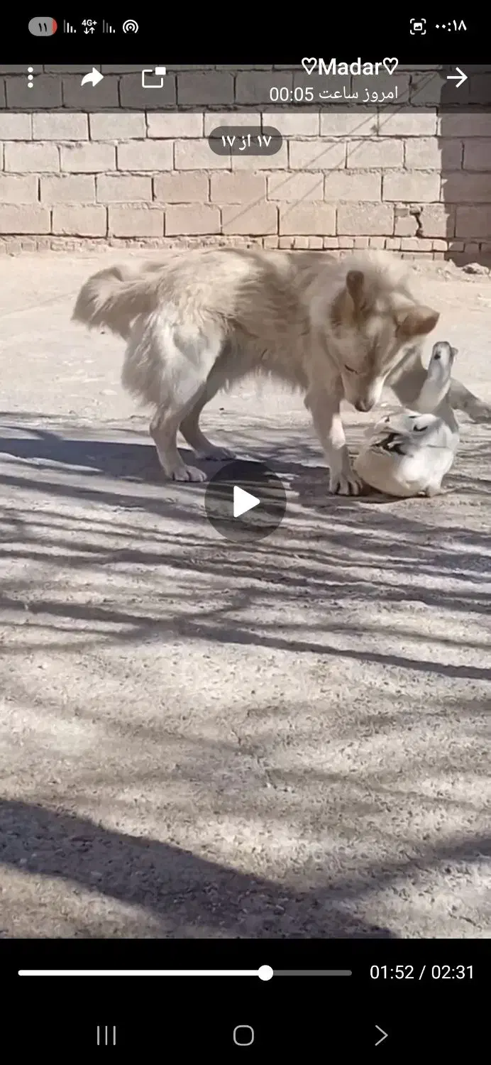 سگ پامر|سگ|چترود, |دیوار