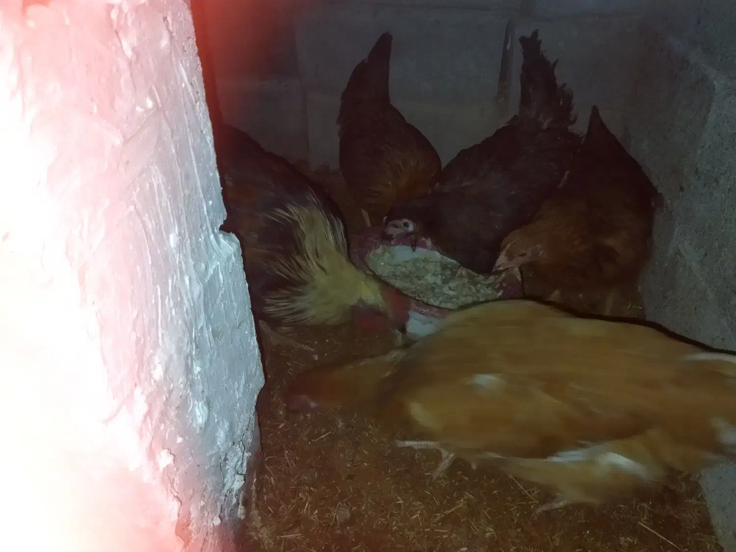 خروس و مرغ|حیوانات مزرعه|ملکان, |دیوار