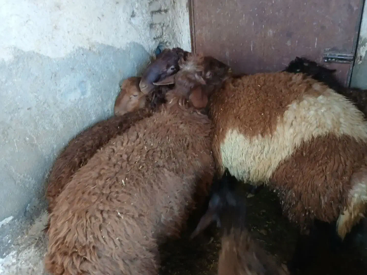 میش و بره جوان و بره نر کیلویی|حیوانات مزرعه|خمین, |دیوار