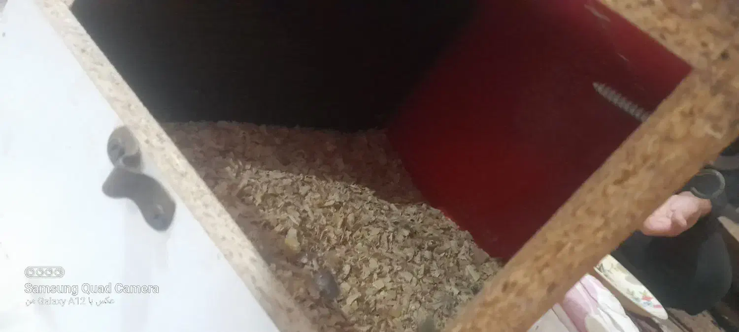 لانه عروس هلندی محکم وبزرگ|لوازم جانبی حیوانات|گرگان, |دیوار