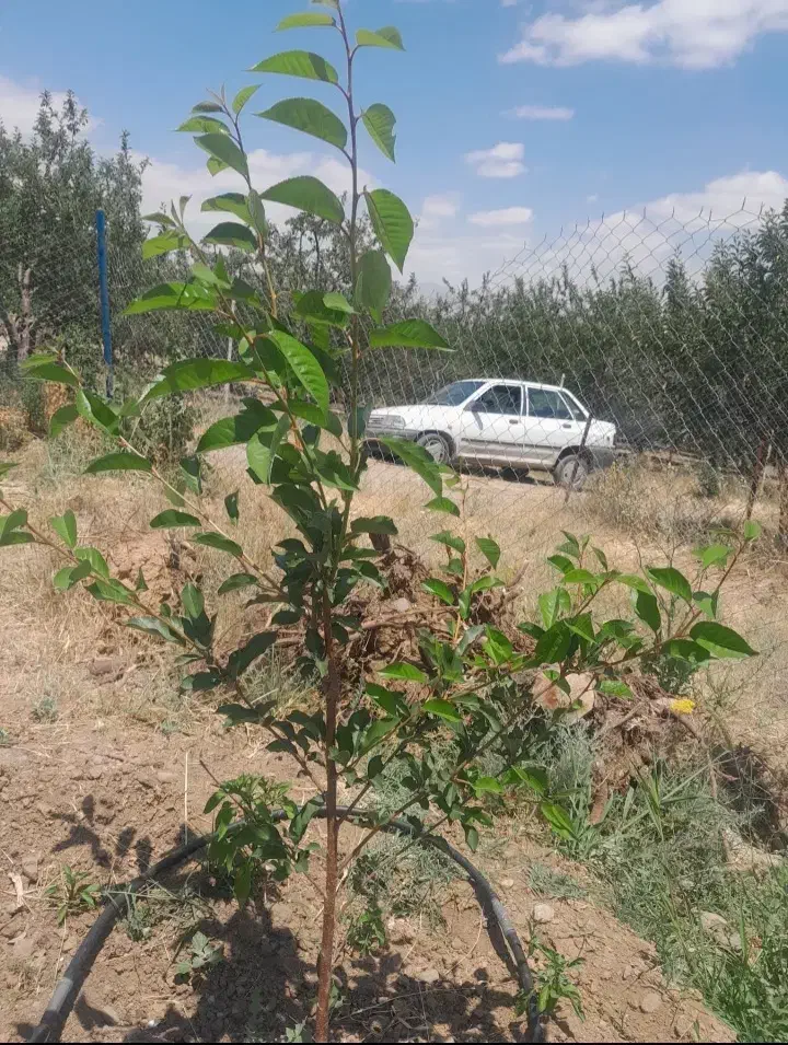 باغ ۵۲۰ متری قطره ای از باغات دیزبین قیمت توافقی|فروش خانه و ویلا|اهر, |دیوار