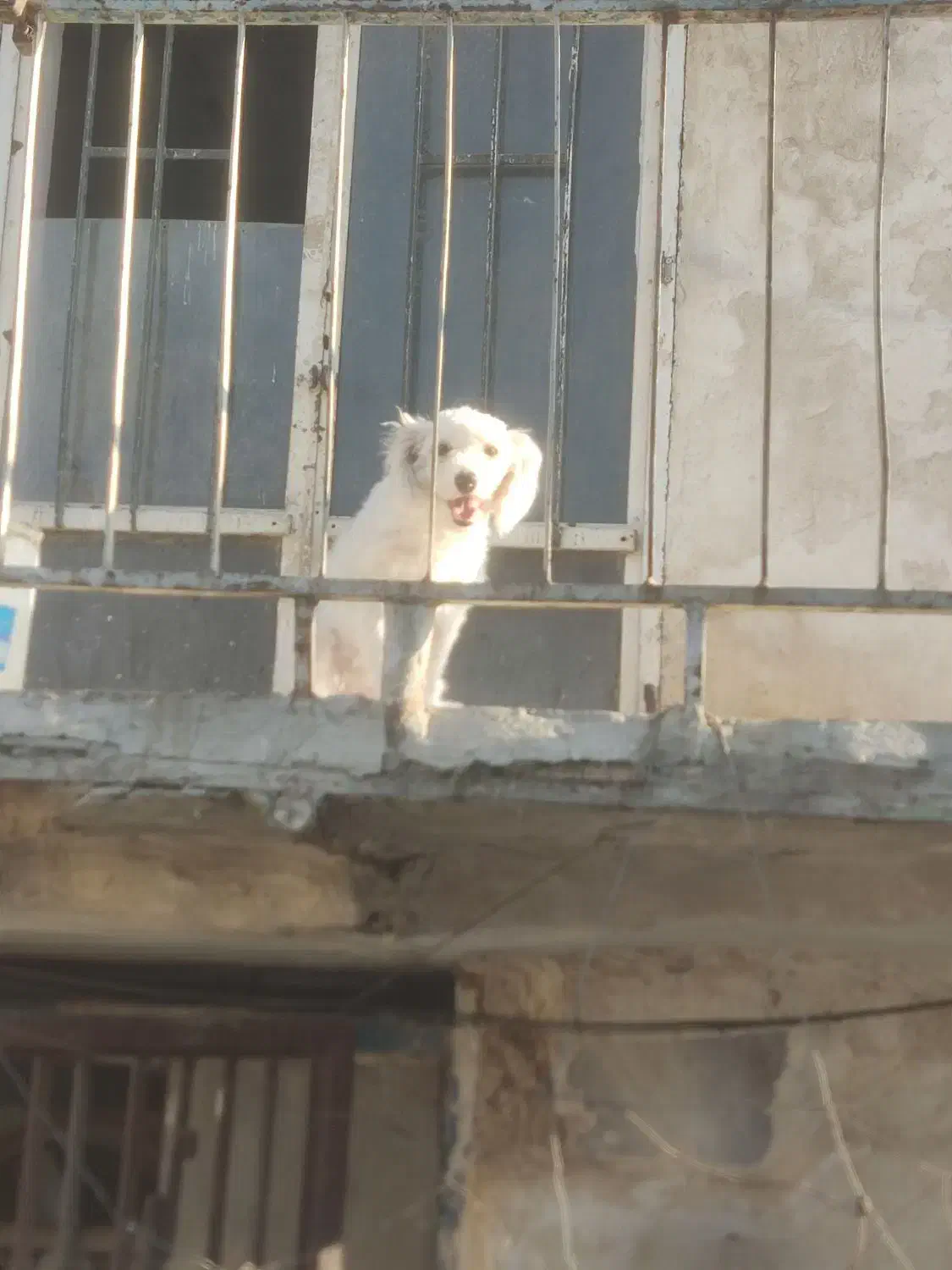 پودل ترییر ماده ۱۰ ماهه|سگ|باقرشهر, |دیوار