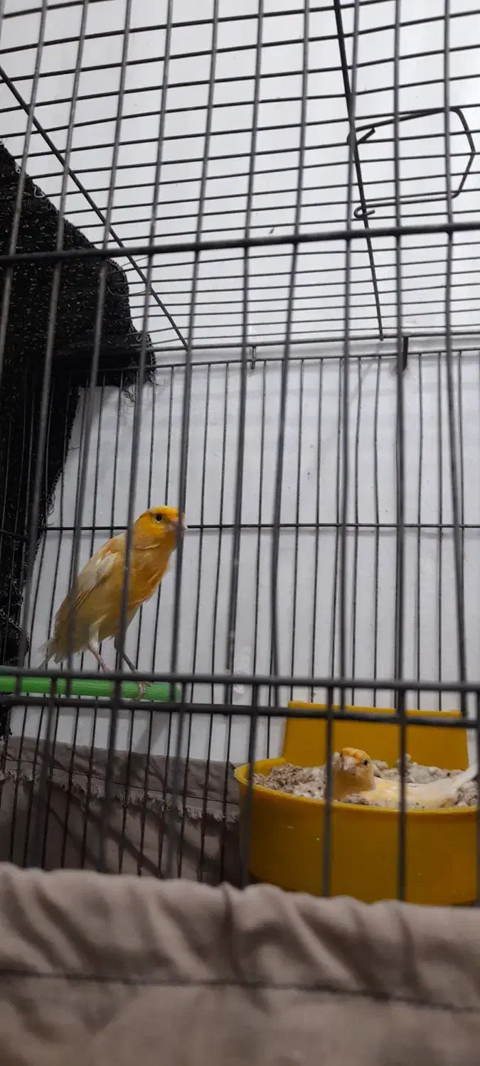 قناری جفت نر ماده اماده|پرنده|سیرجان, |دیوار