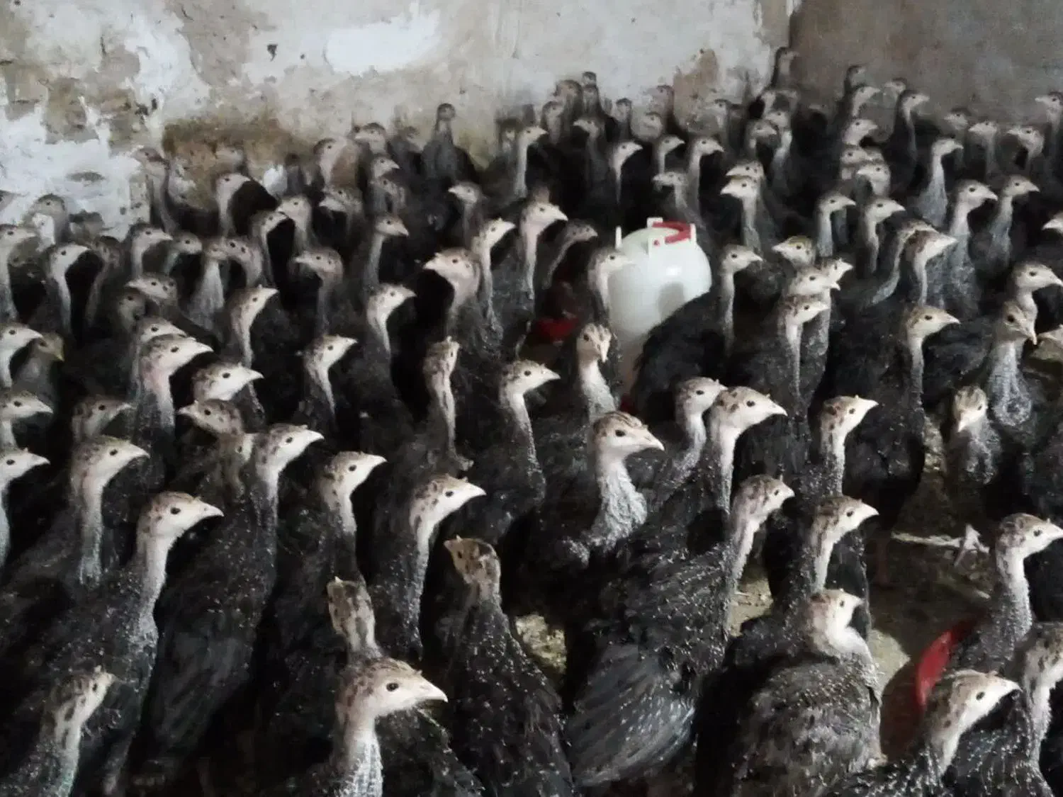 جوجه بوقلمون برنز سینه پهن  انگلیسی|حیوانات مزرعه|تهران, نعمت‌آباد|دیوار