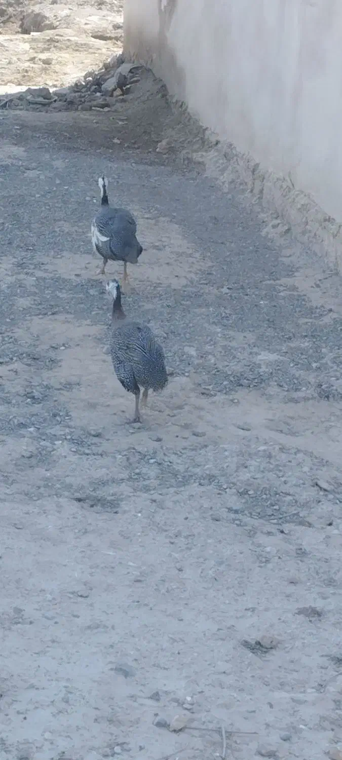 جفت شاخک|پرنده|نیمروز, |دیوار