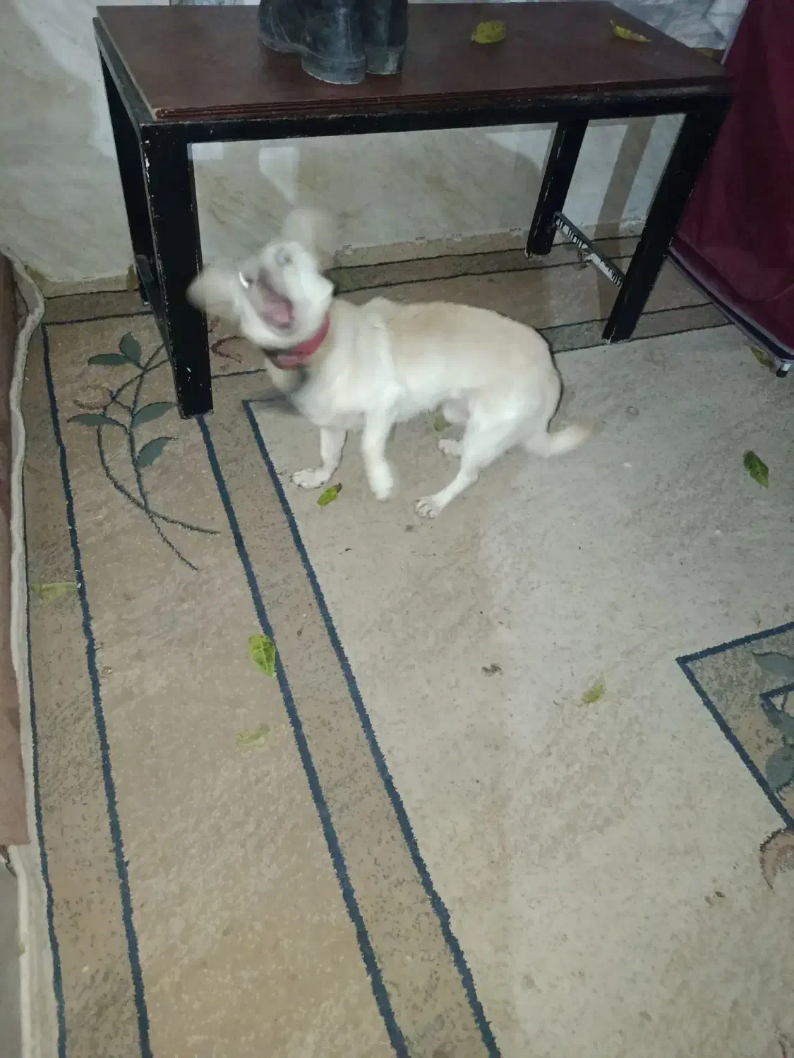 گمشده ایلوار|حیوانات|کردکوی, |دیوار