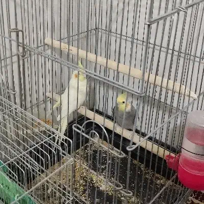 عروس هلندی|پرنده|سیرجان, |دیوار