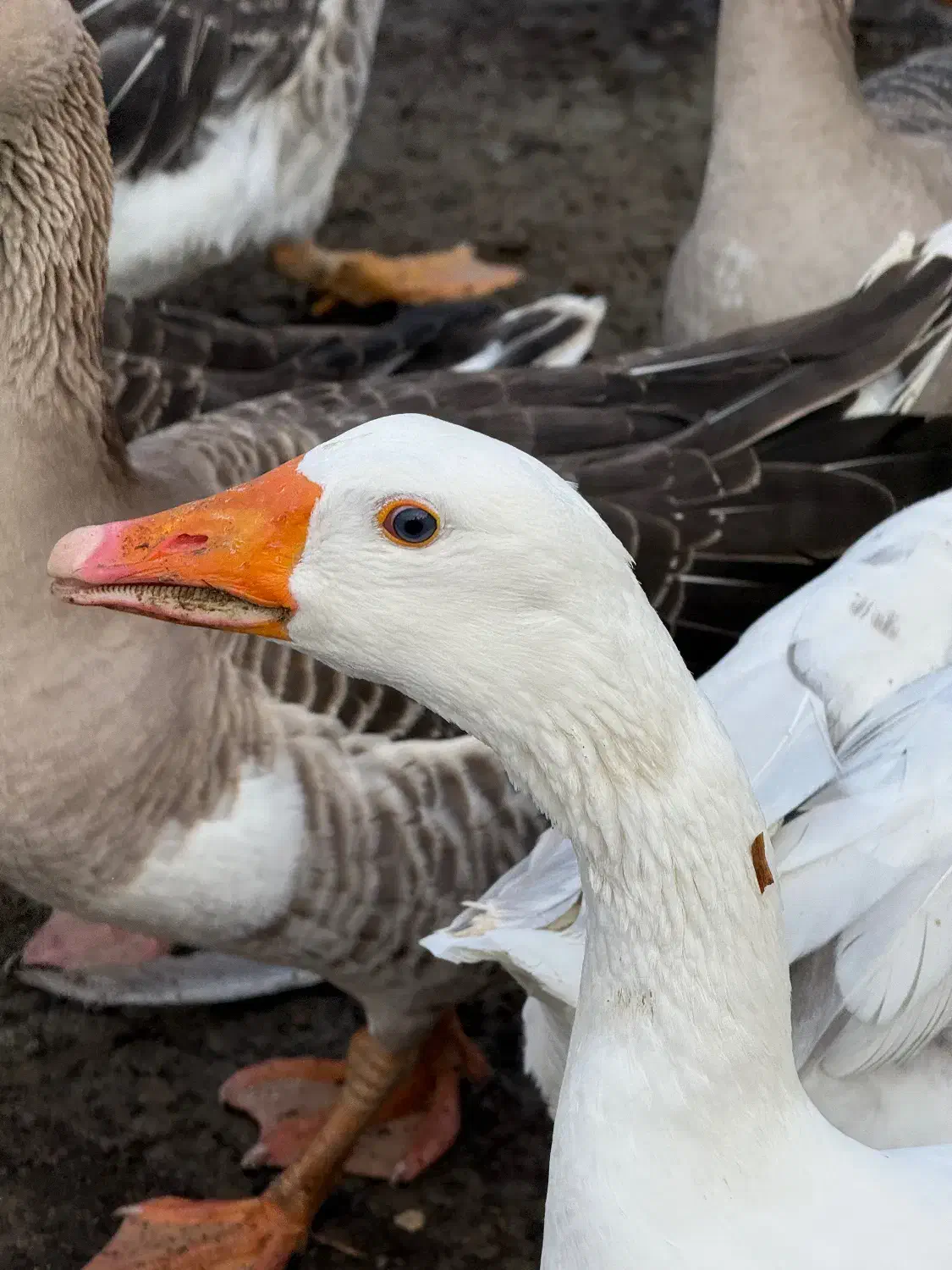 غاز|حیوانات مزرعه|بندر گز, |دیوار