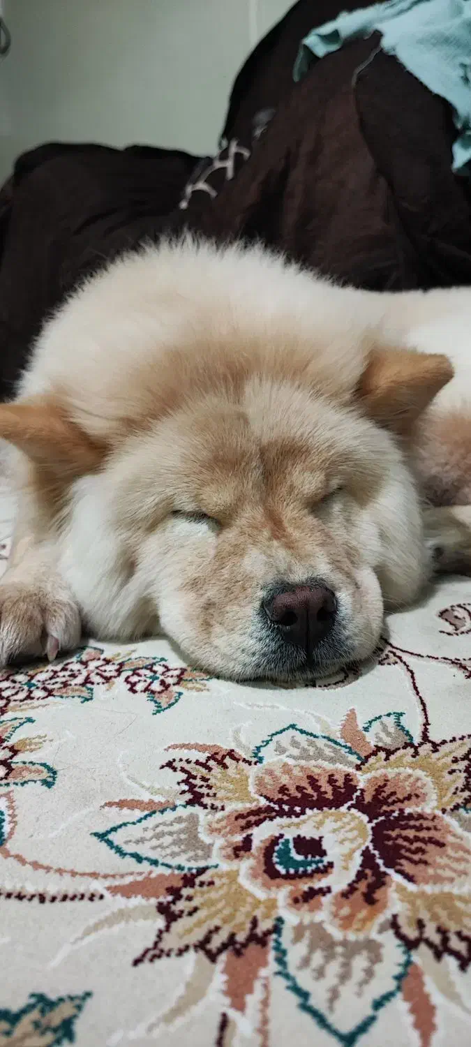 سگ نژاد چاو چاو ۷ ماهه ماده|سگ|اصفهان, بهارستان|دیوار