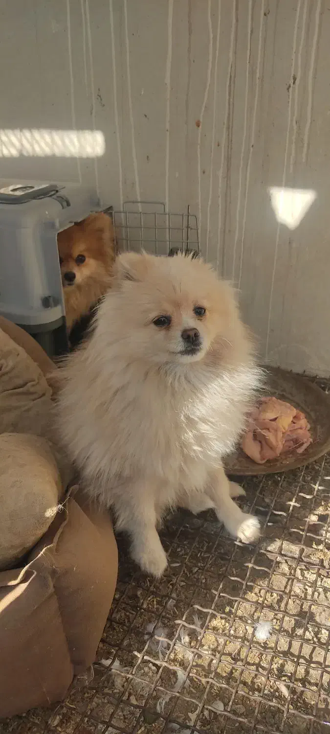 سگ پامر|سگ|برخوار, |دیوار