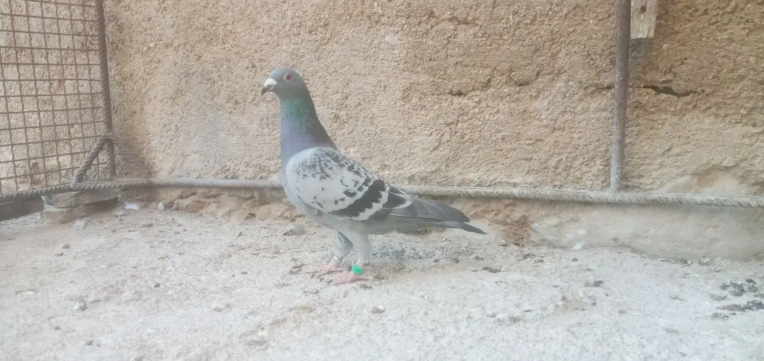 نردرجه یک هوایی|پرنده|بوشکان, |دیوار