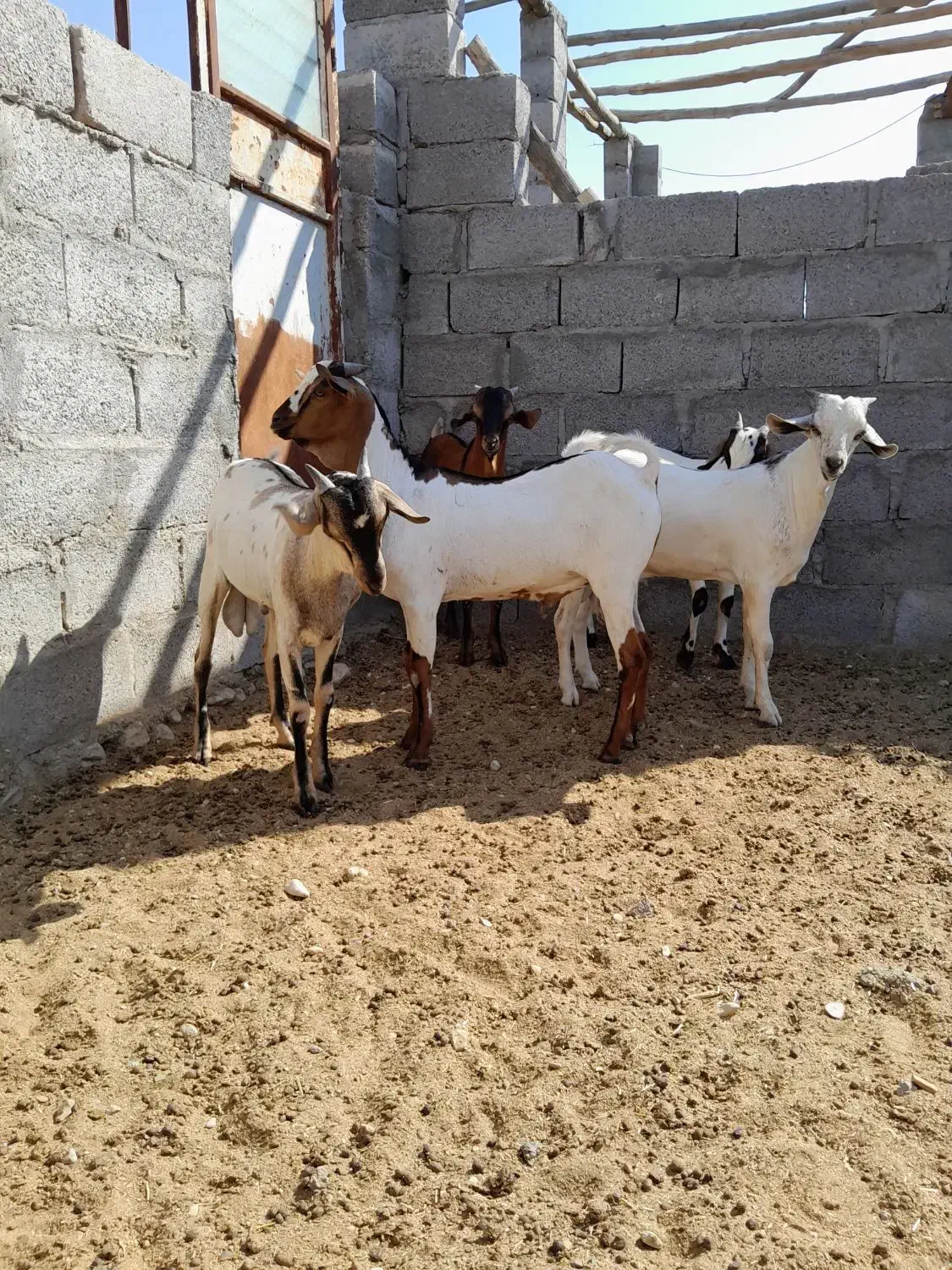 کهره سومال|حیوانات مزرعه|بستک, |دیوار