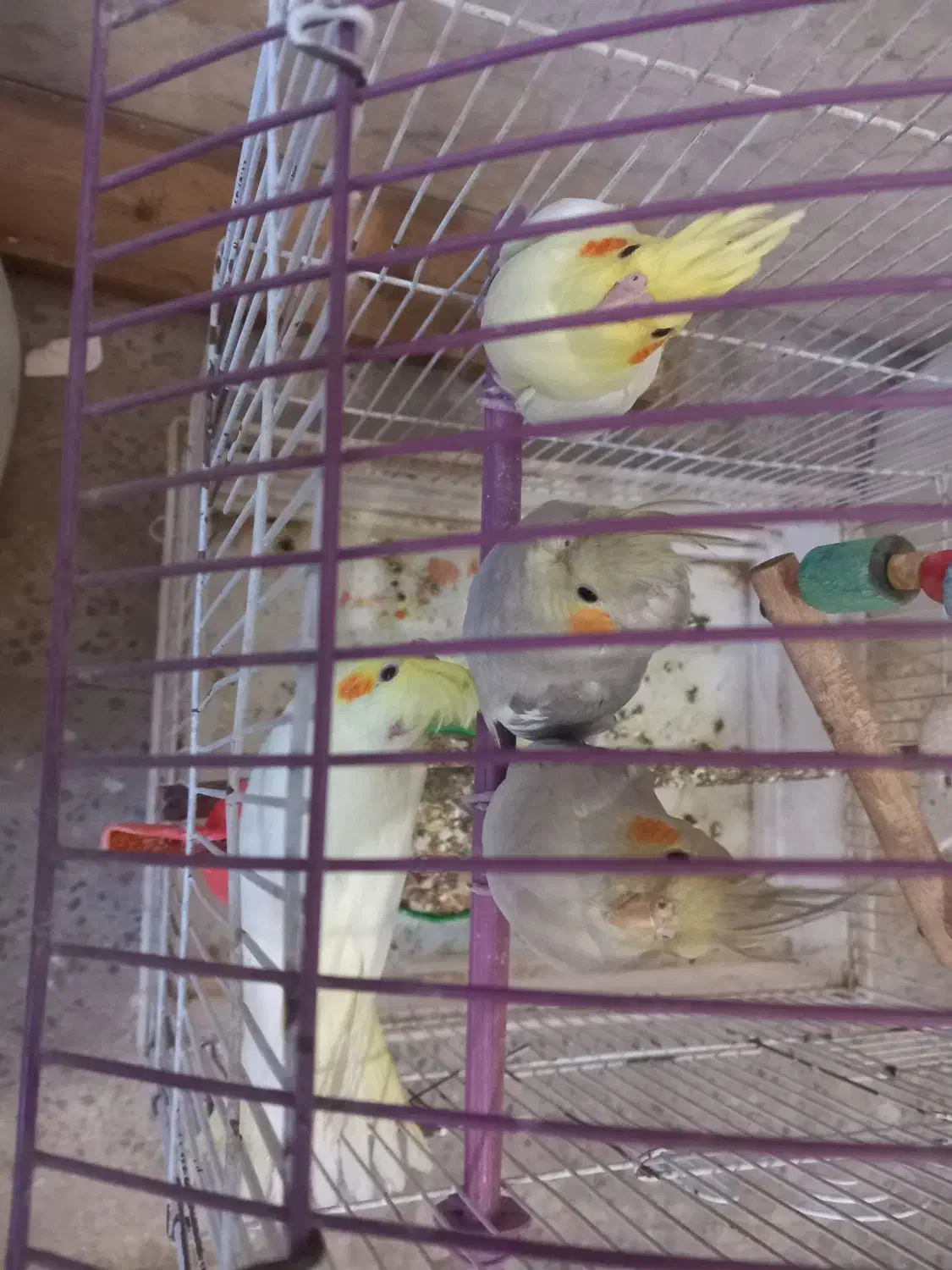 عروس هلندی فوق مولد|پرنده|شاهین‌شهر, شهرک گلدیس|دیوار