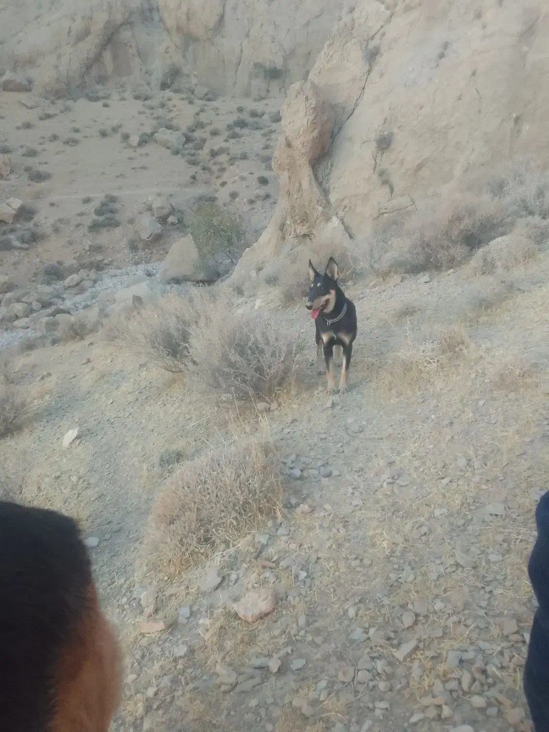 سگ روتفایدر|سگ|مرودشت, نقش رستم|دیوار