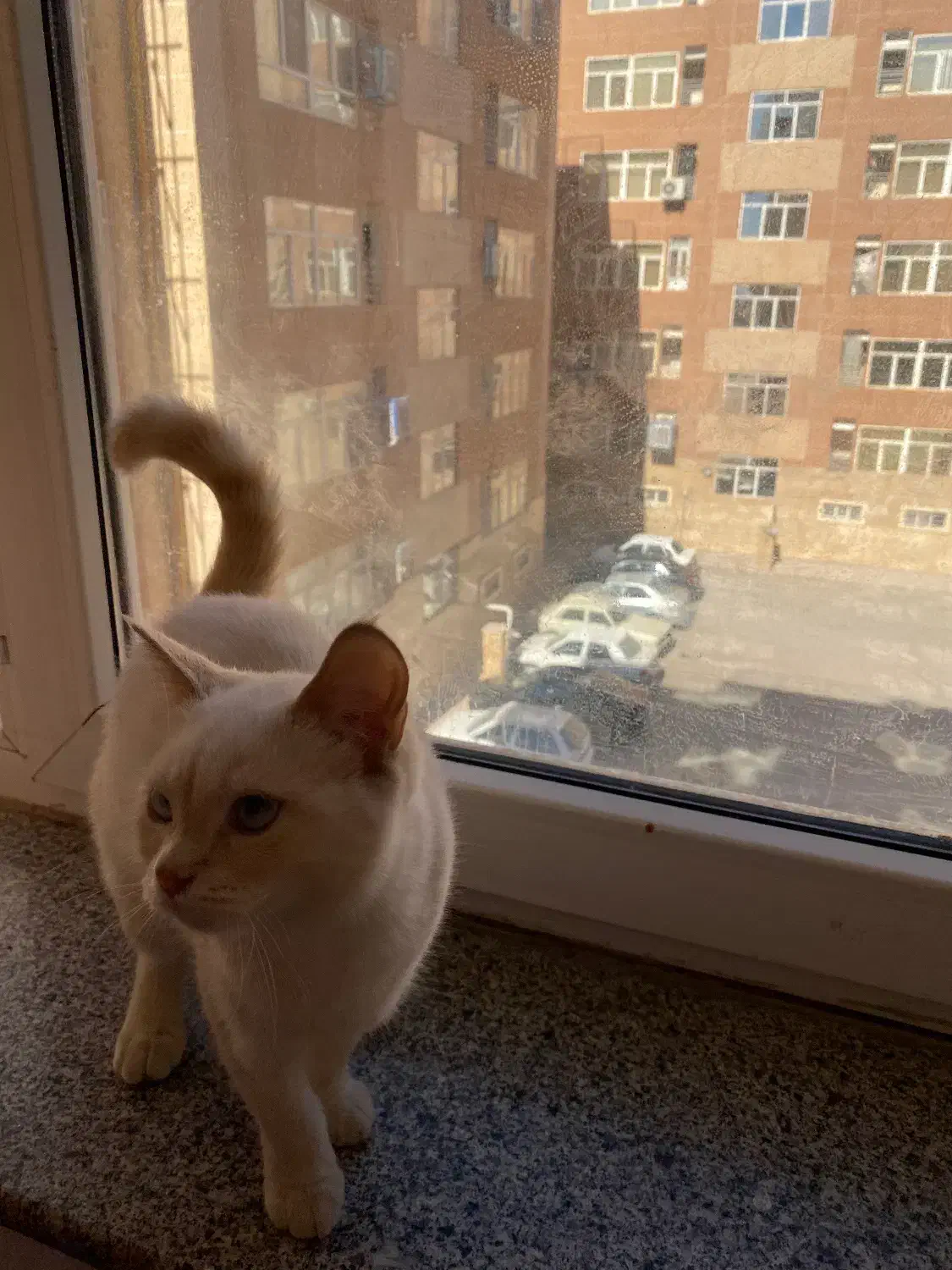 واگذاری گربه بریتیش|گربه|بندرعباس, |دیوار