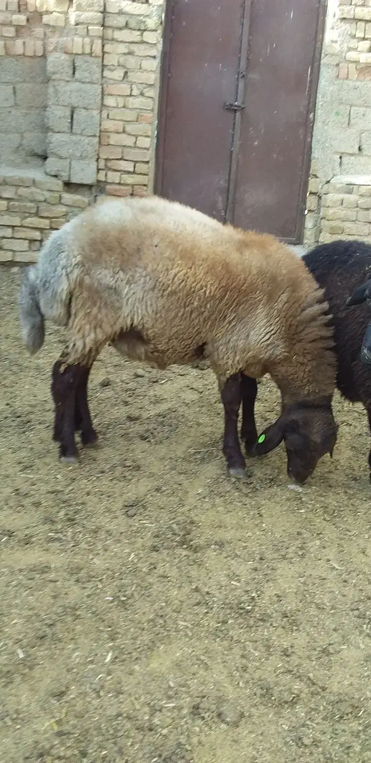 دوراس بره نر همو هفت ماهه|حیوانات مزرعه|باغ حلی, |دیوار