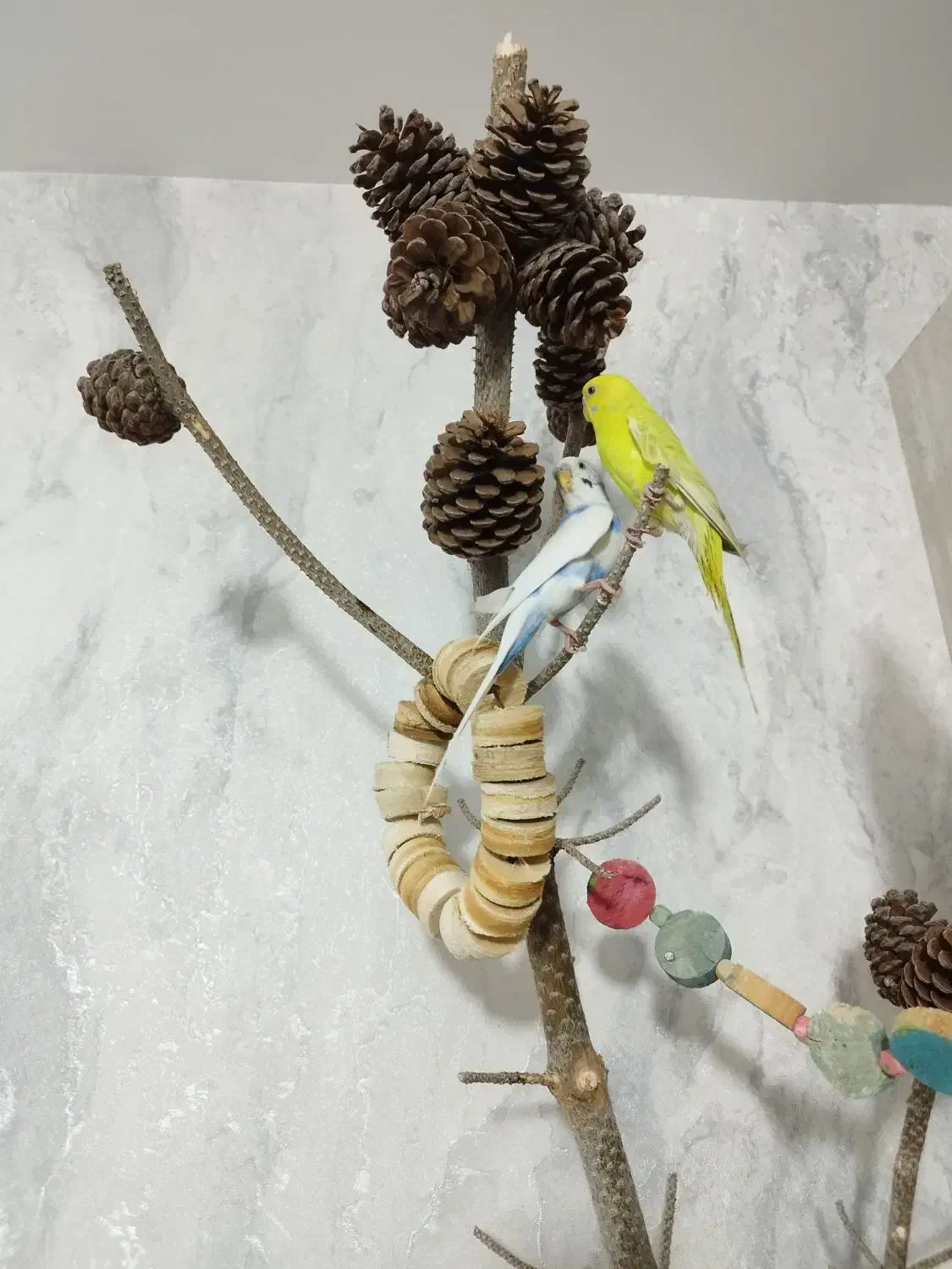 مرغ عشق جفت|پرنده|هشتگرد, فاز ۱ مهستان|دیوار