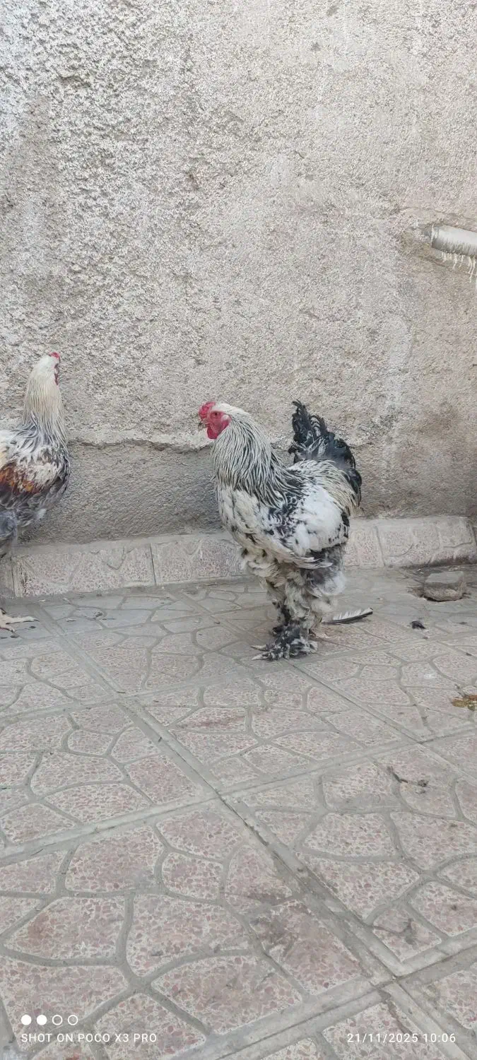 مرغ و خروس برهما جوان|حیوانات مزرعه|پاکدشت, پاکدشت (مامازند)|دیوار