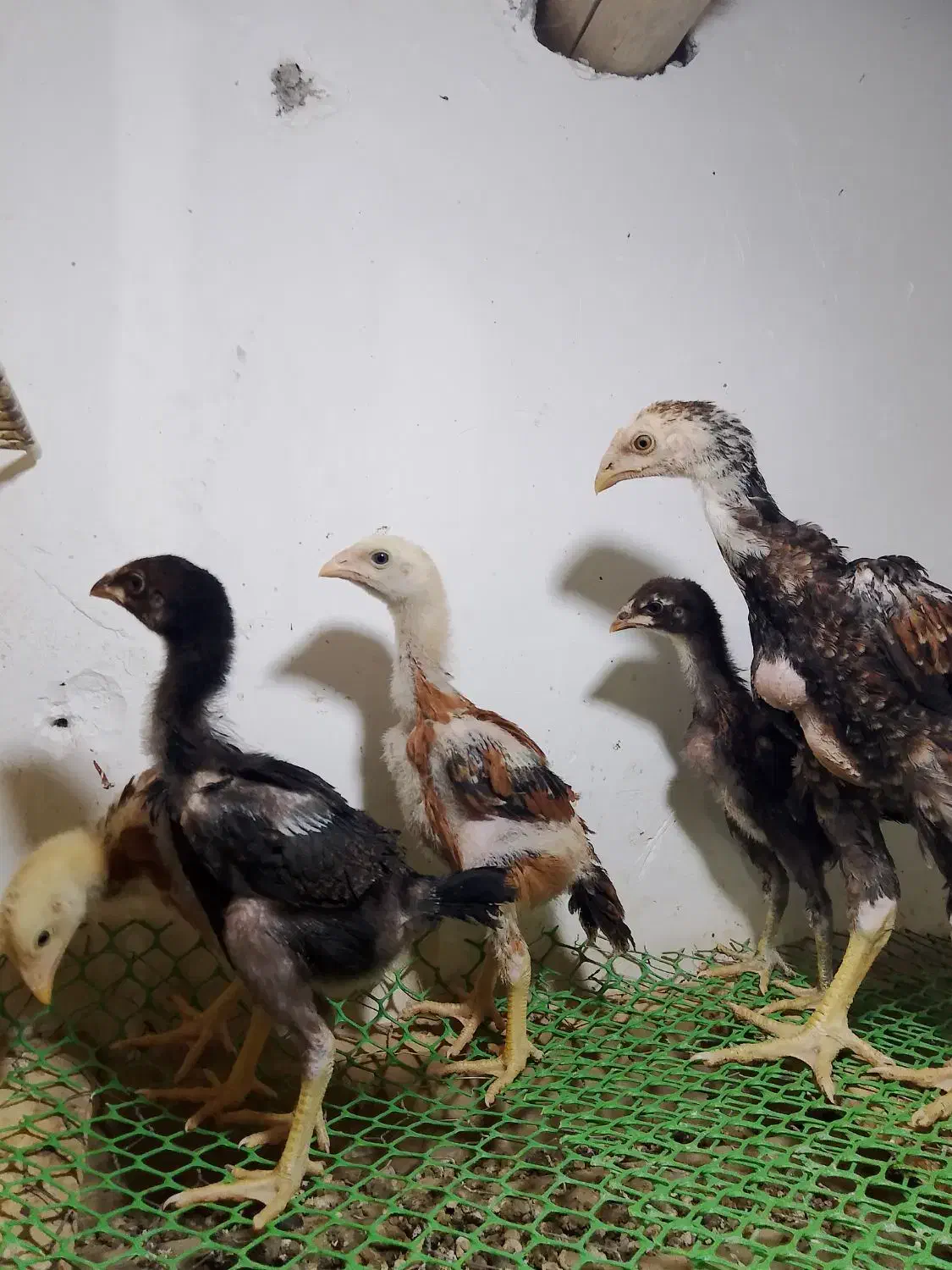 جوجه لاری ۱ماهه|حیوانات مزرعه|پیرانشهر, |دیوار