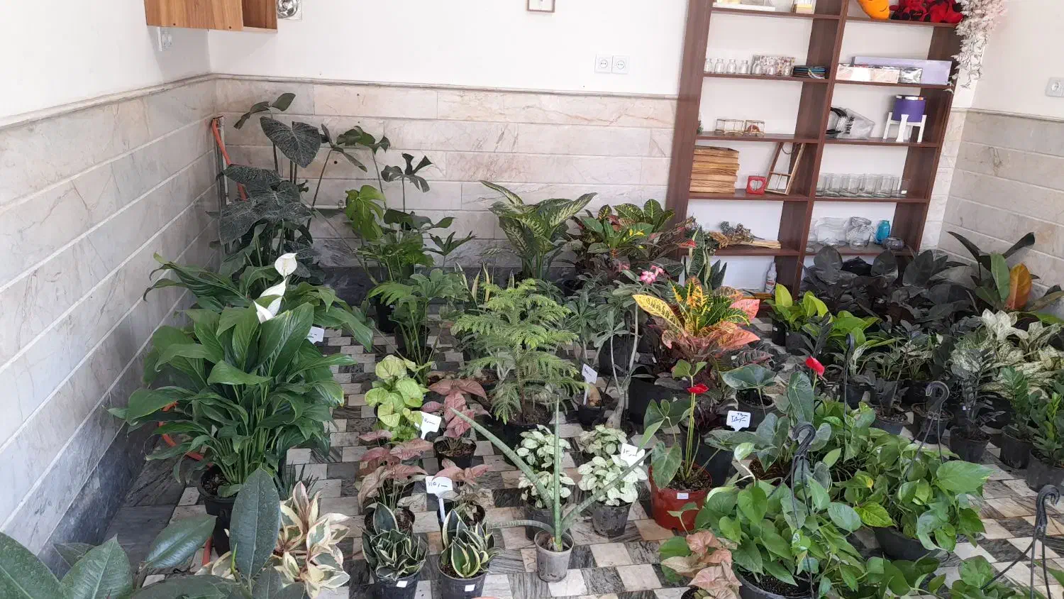 گل گیاه(گیاهان خاص و زیبا|گل و گیاه طبیعی|قم, نیروگاه|دیوار