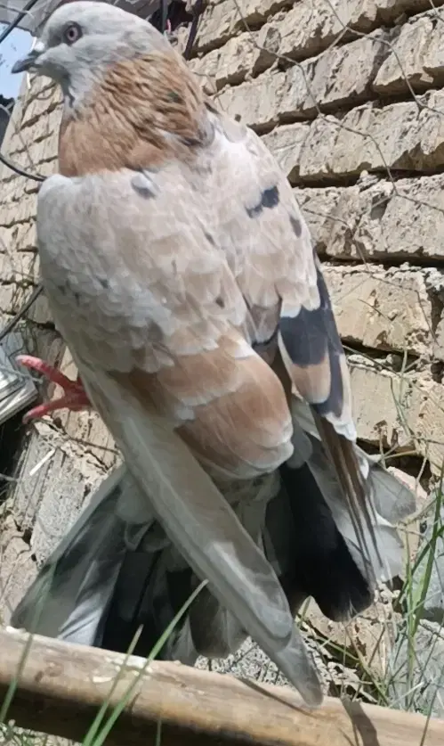 سور پرشی|پرنده|جیرفت, |دیوار