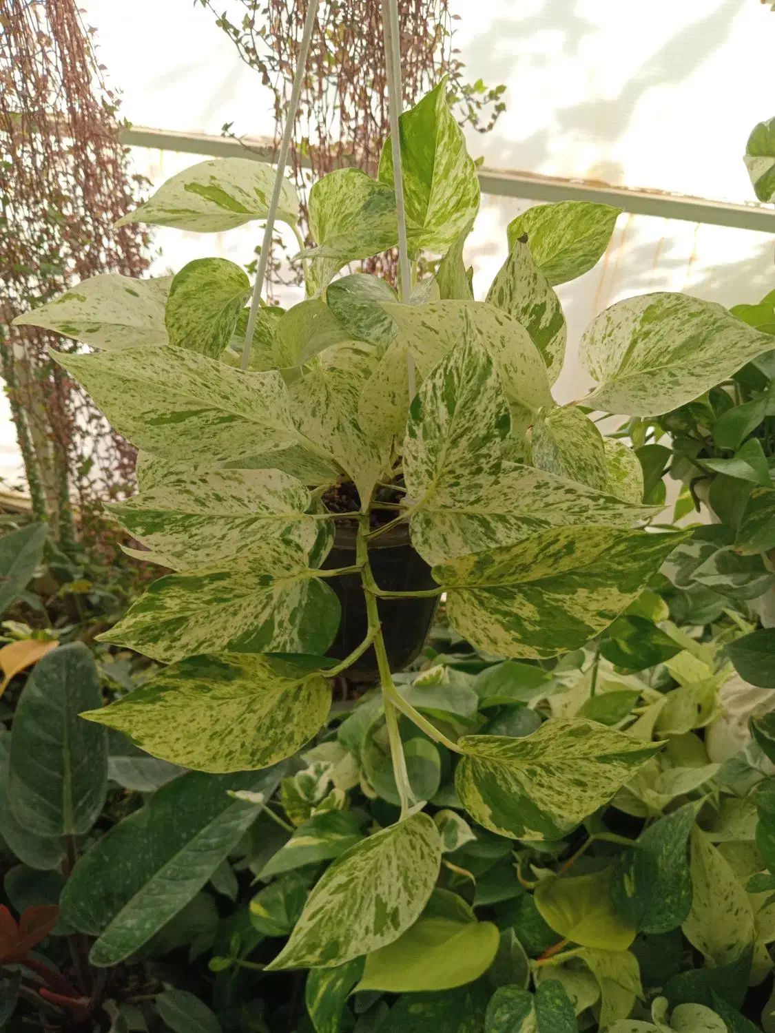 کادو روز زن|گل و گیاه طبیعی|گلبهار, شهر جدید گلبهار|دیوار