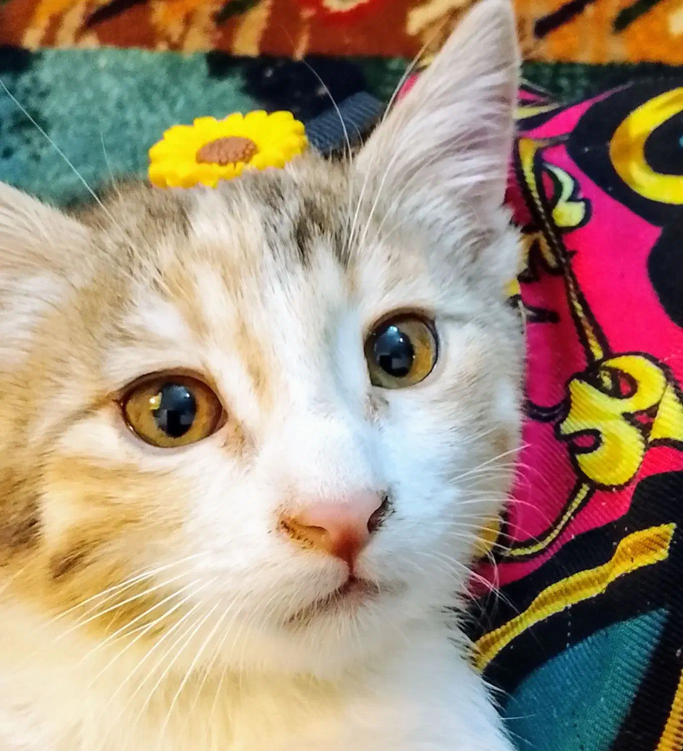 واکذاری|گربه|صدرا-فارس, فاز ۱|دیوار