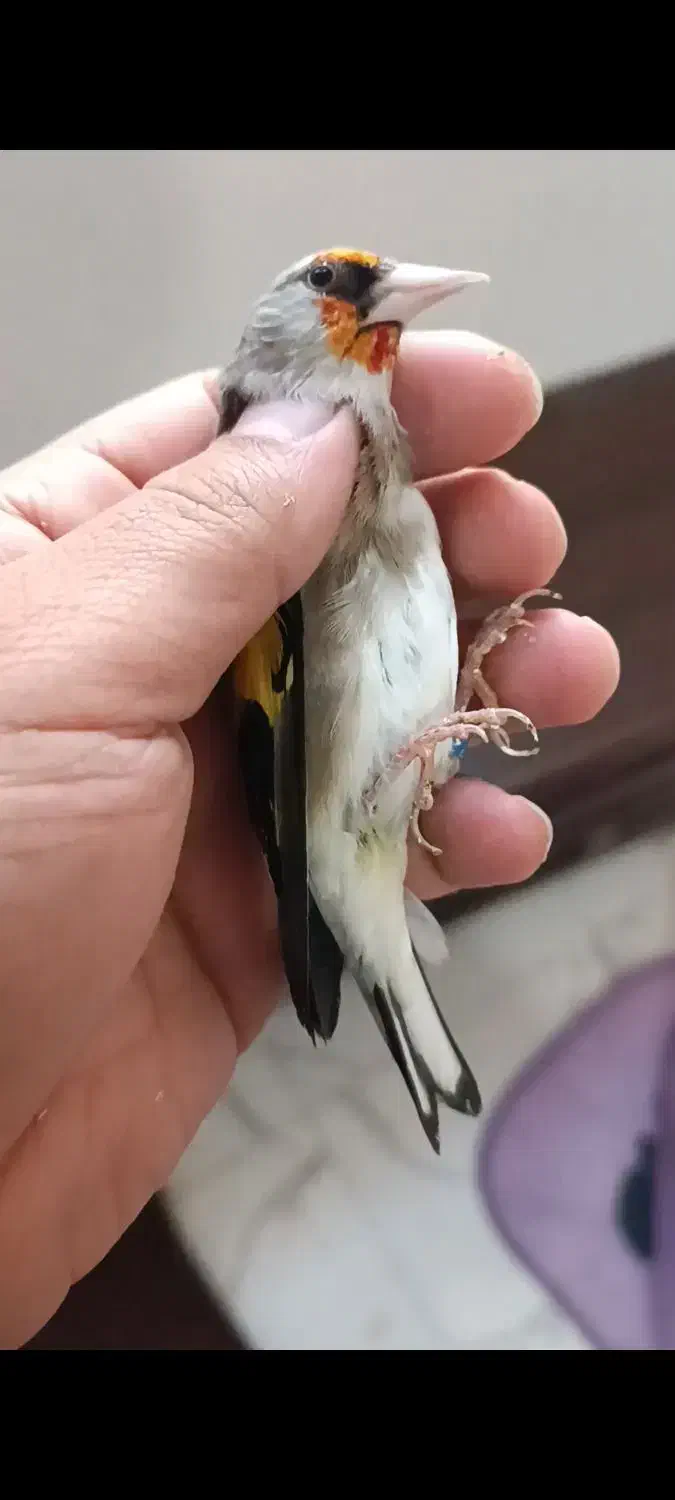 سهره کرمونی جوجه قفس|پرنده|تربت جام, جامی|دیوار