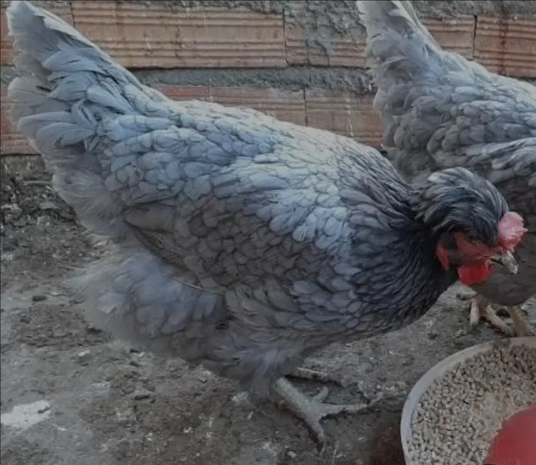 فروش تخم مرغ نطفه دار آیسبار فرانسویی|حیوانات مزرعه|اصفهان, نقش جهان|دیوار