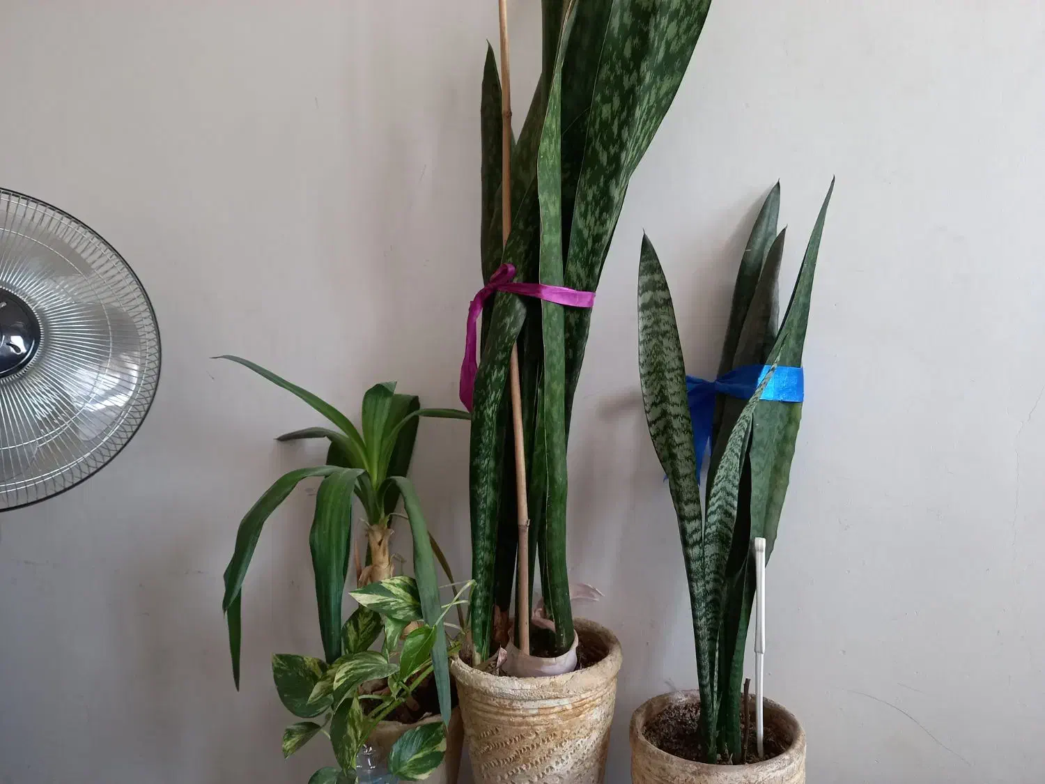 پلاک و زنجیر بدل|بدلیجات|سبزوار, قاضی زاد|دیوار