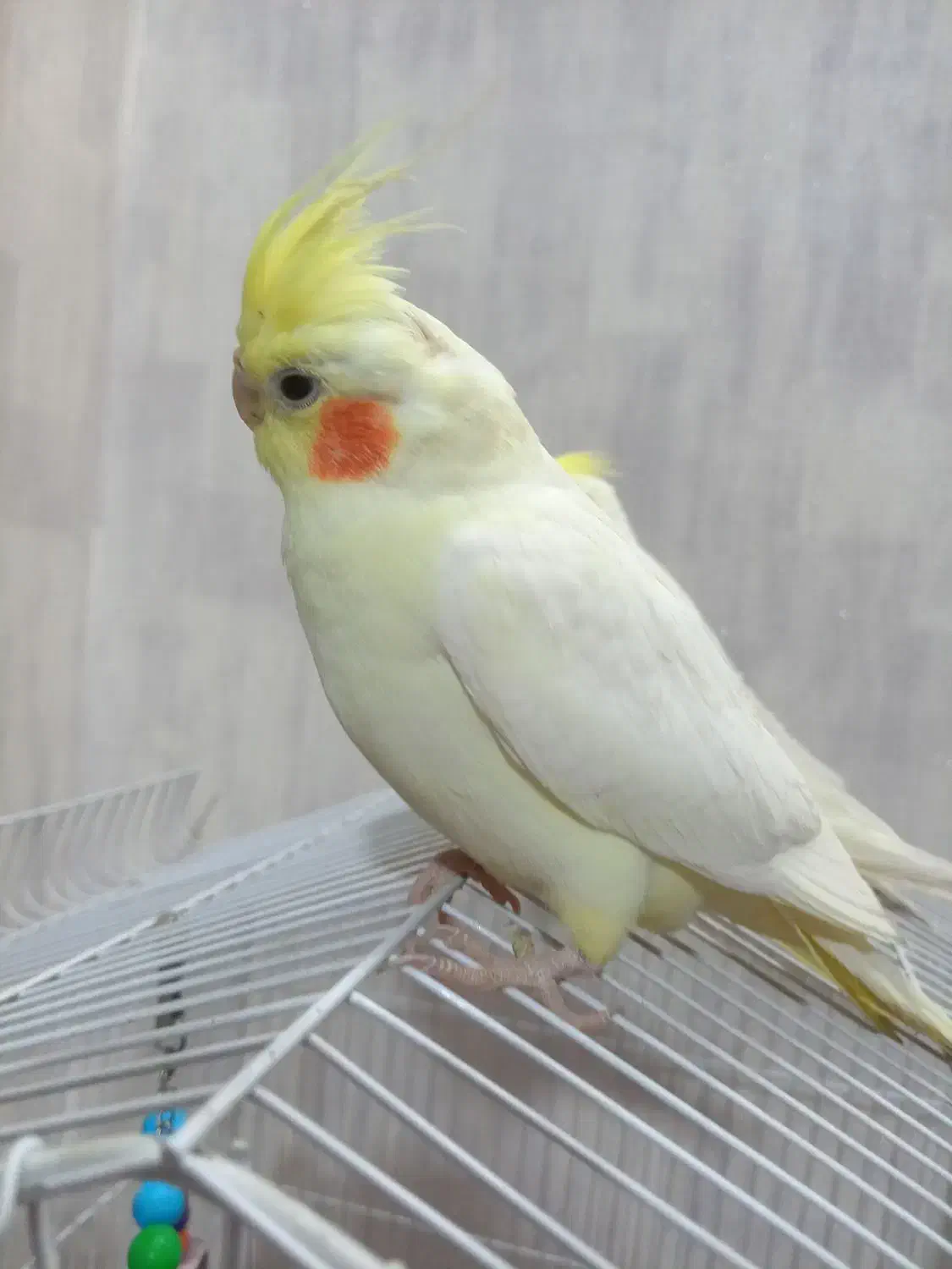 عروس ماده اماده جفتگیری|پرنده|پیر بکران, |دیوار