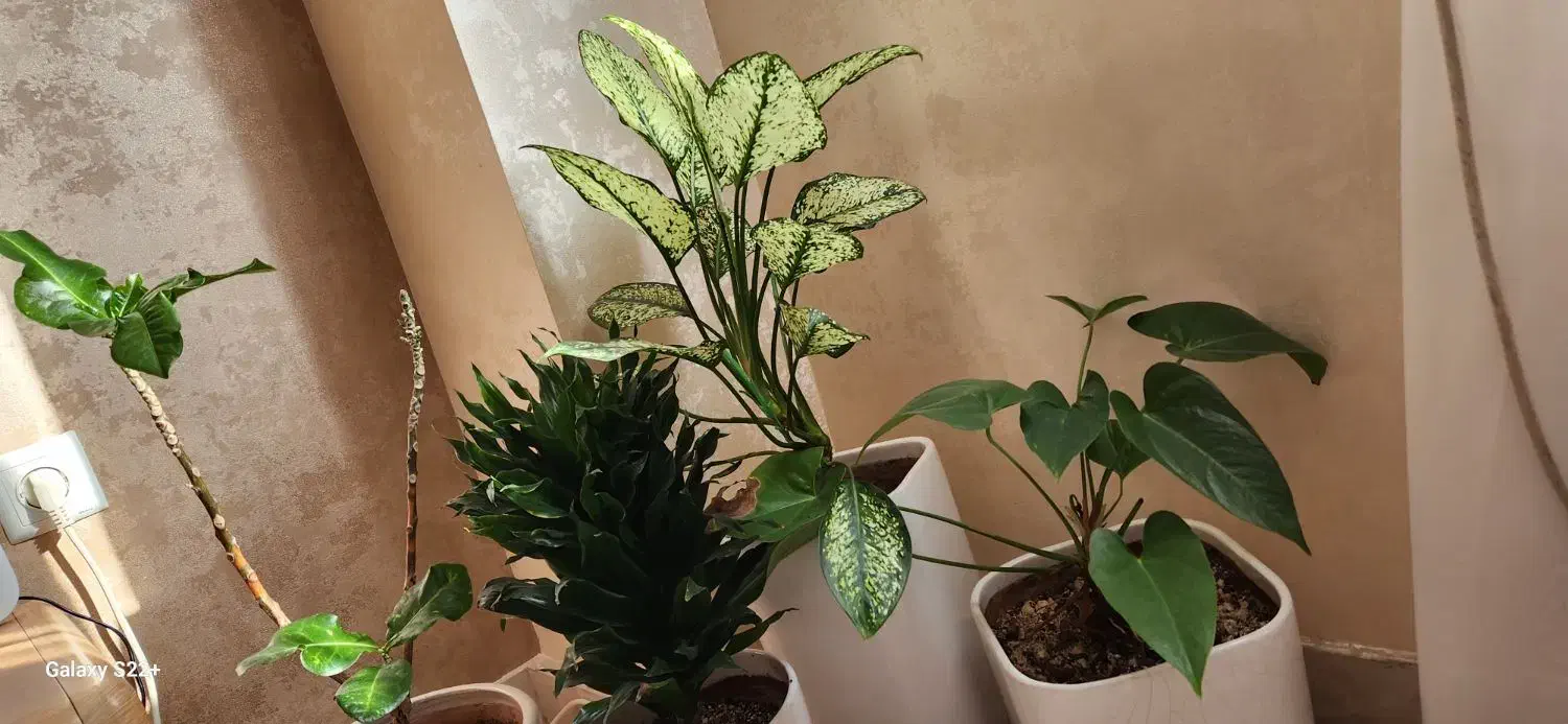 گل به همراه گلدان|گل و گیاه طبیعی|رشت, کوی مهر|دیوار