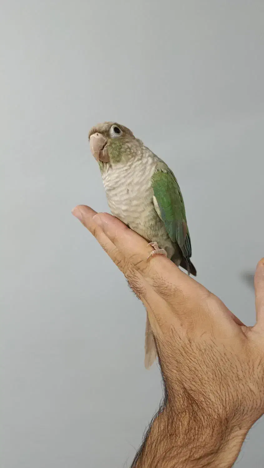 گرینچیک تراکوویس|پرنده|قرچک, شهرک الحدید|دیوار