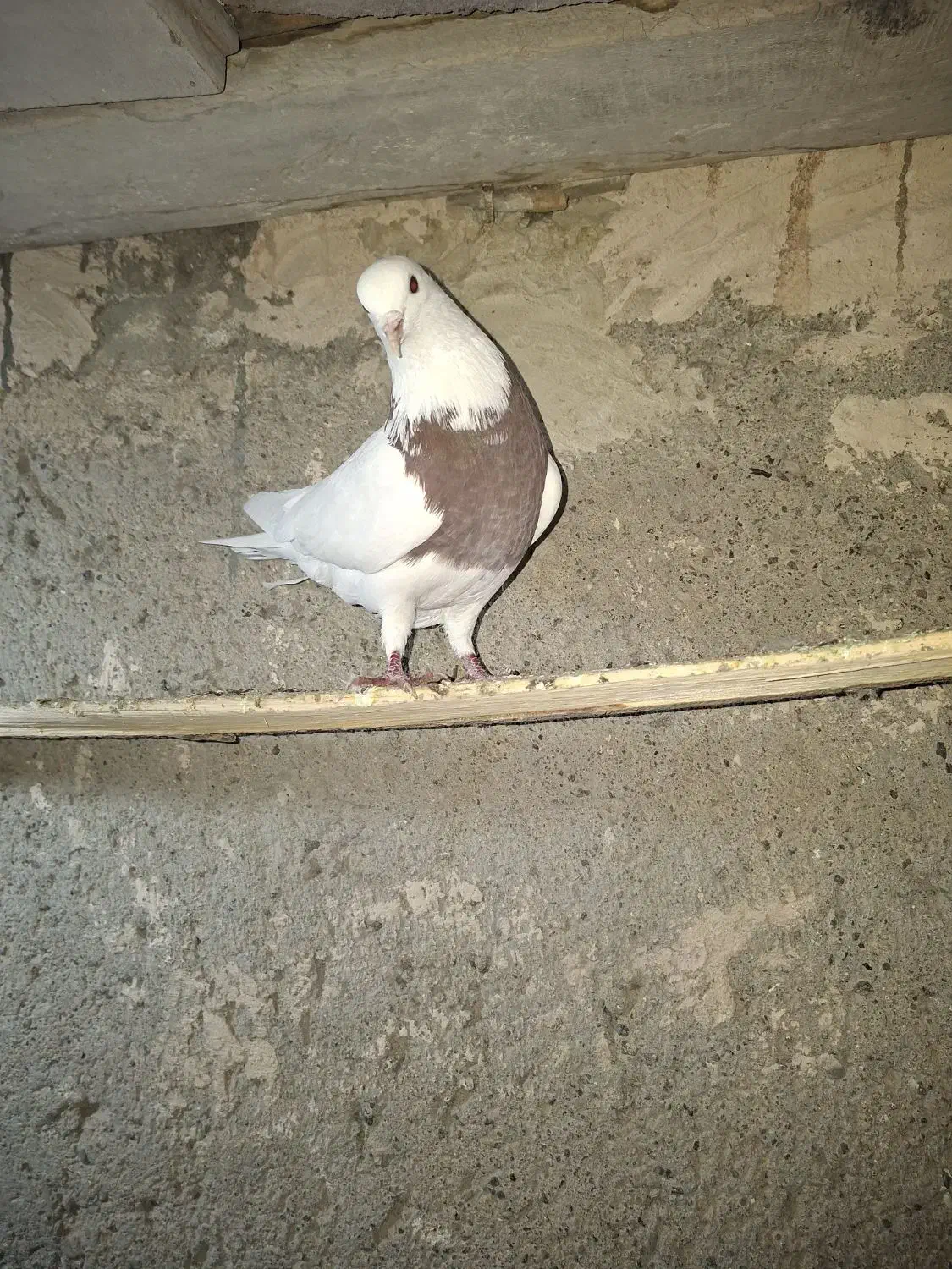 کبوتر یک جفت طوقی|پرنده|دشتابی, |دیوار