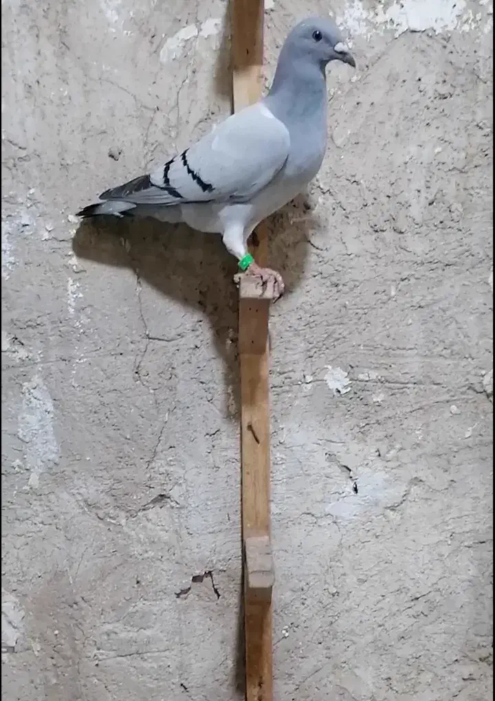 ۴عدد کبوتر پلاکی|پرنده|آبپخش, |دیوار