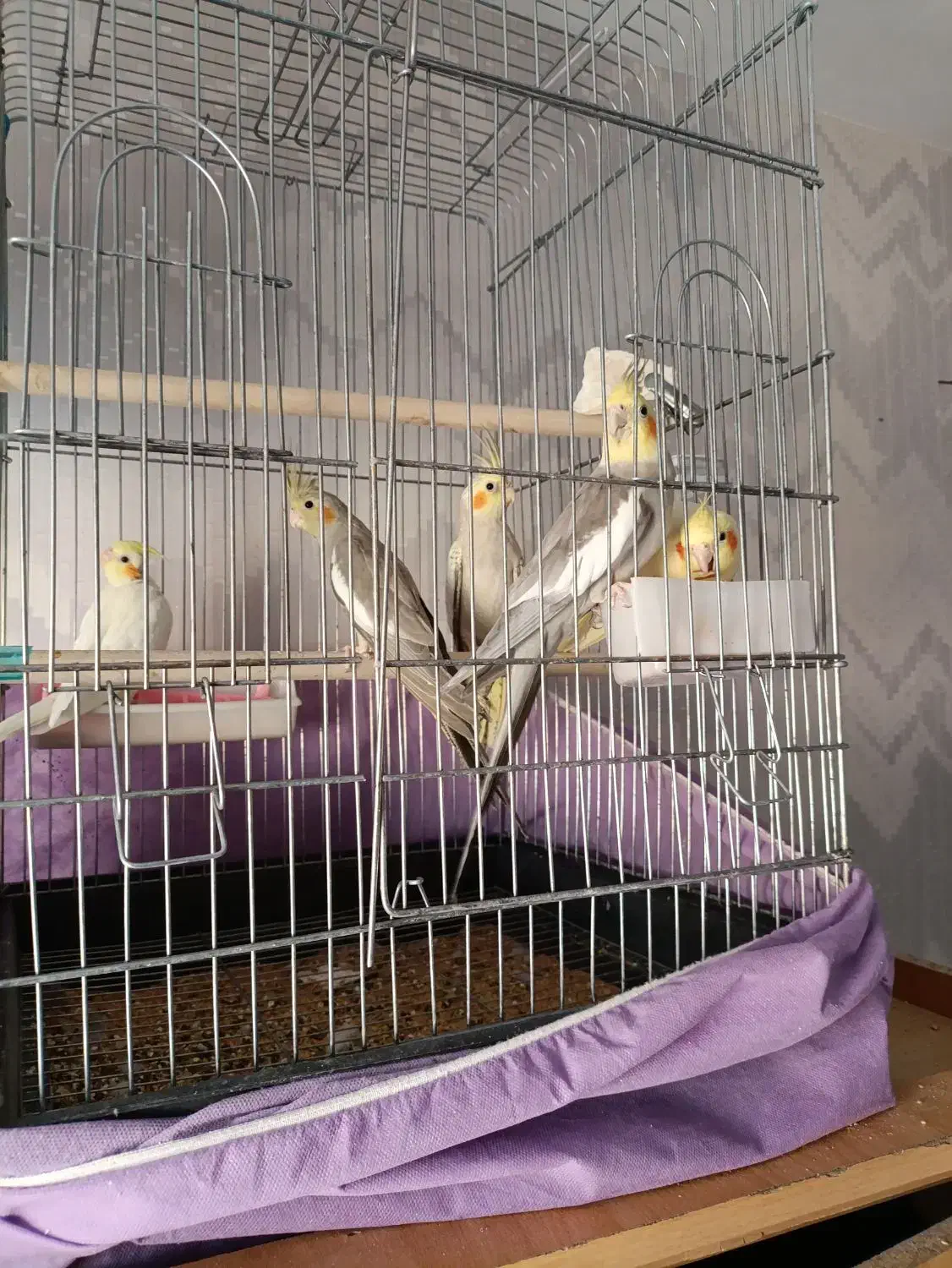 عروس هلندی مولد بهمراه 3جوجه وقفس لوازم|پرنده|محمدیه-قزوین, |دیوار