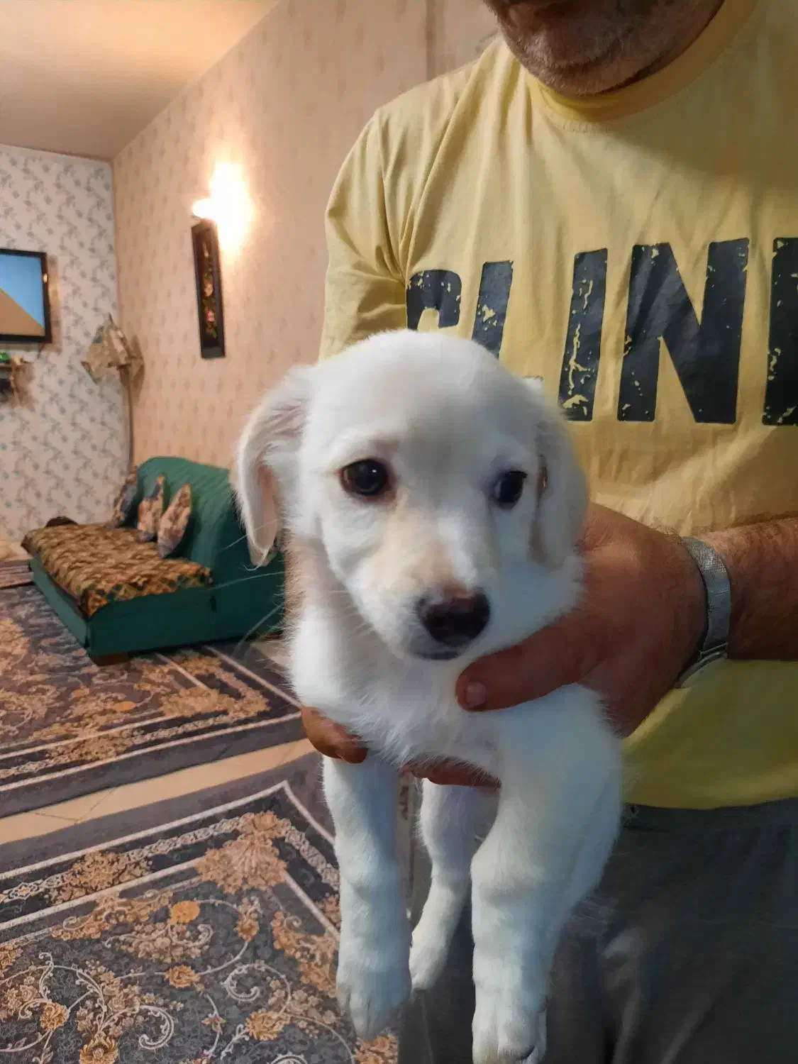 توله سگ اشپیتز ۲ ماه و نیمه|سگ|تهران, جوادیه|دیوار