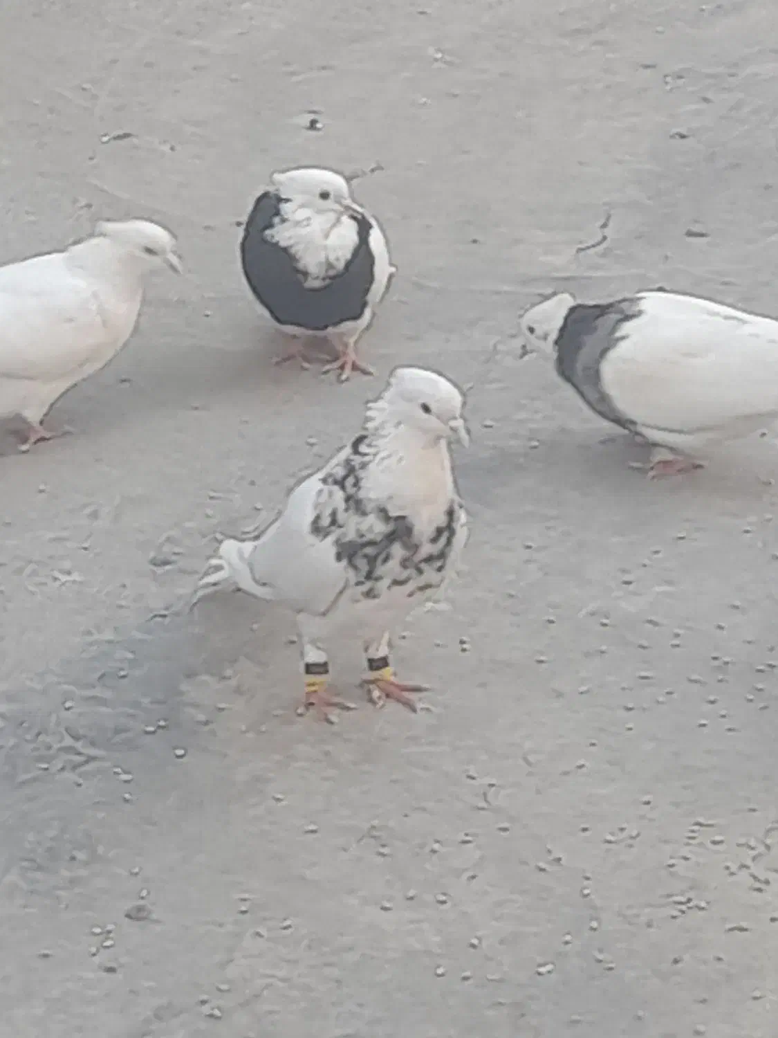 کبوتر طوقی|پرنده|بیستون, |دیوار