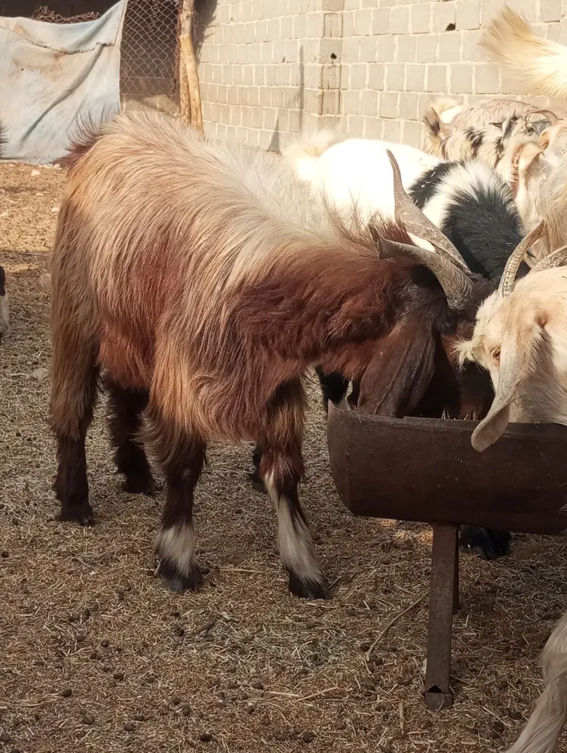 بز  کهره پازن   در جم|حیوانات مزرعه|جم, |دیوار