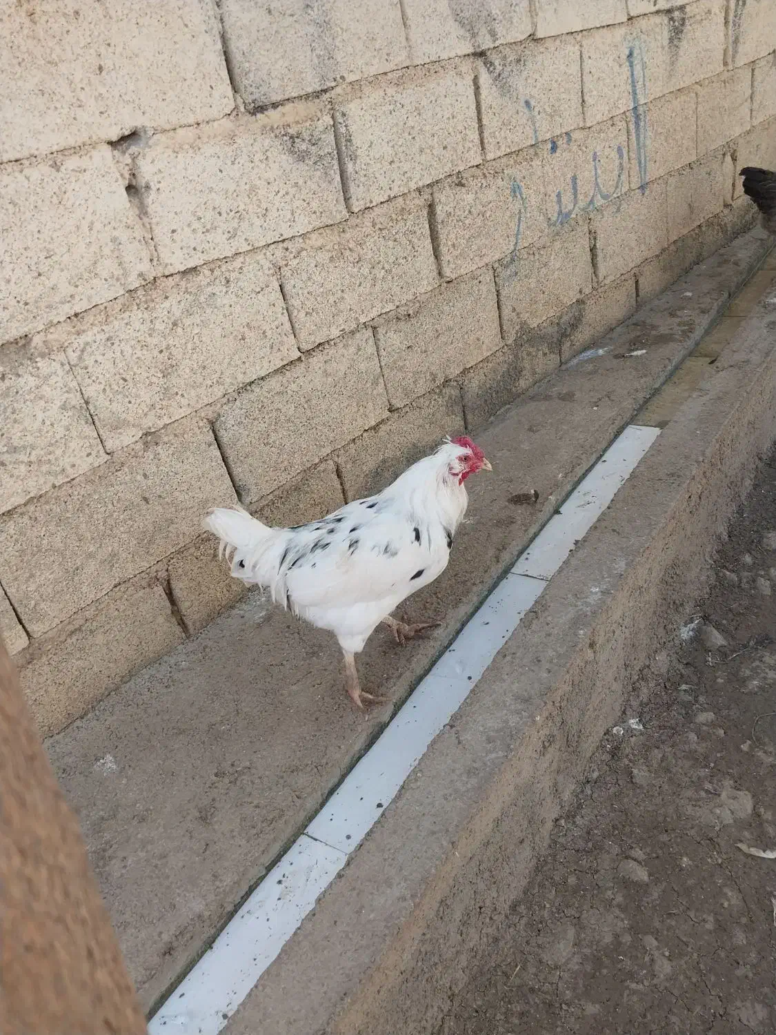 خروس گلین|حیوانات مزرعه|سرپل ذهاب, |دیوار