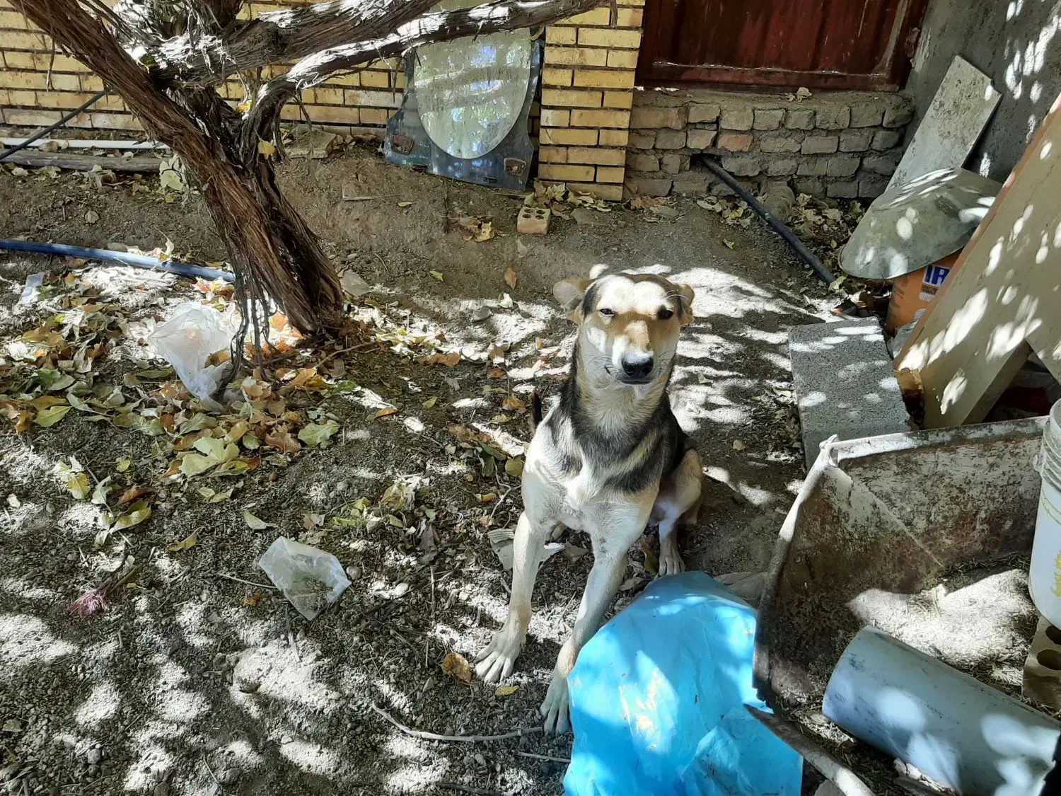 یک قلاده سگ ژرمن مالنیوز|سگ|یزد, |دیوار